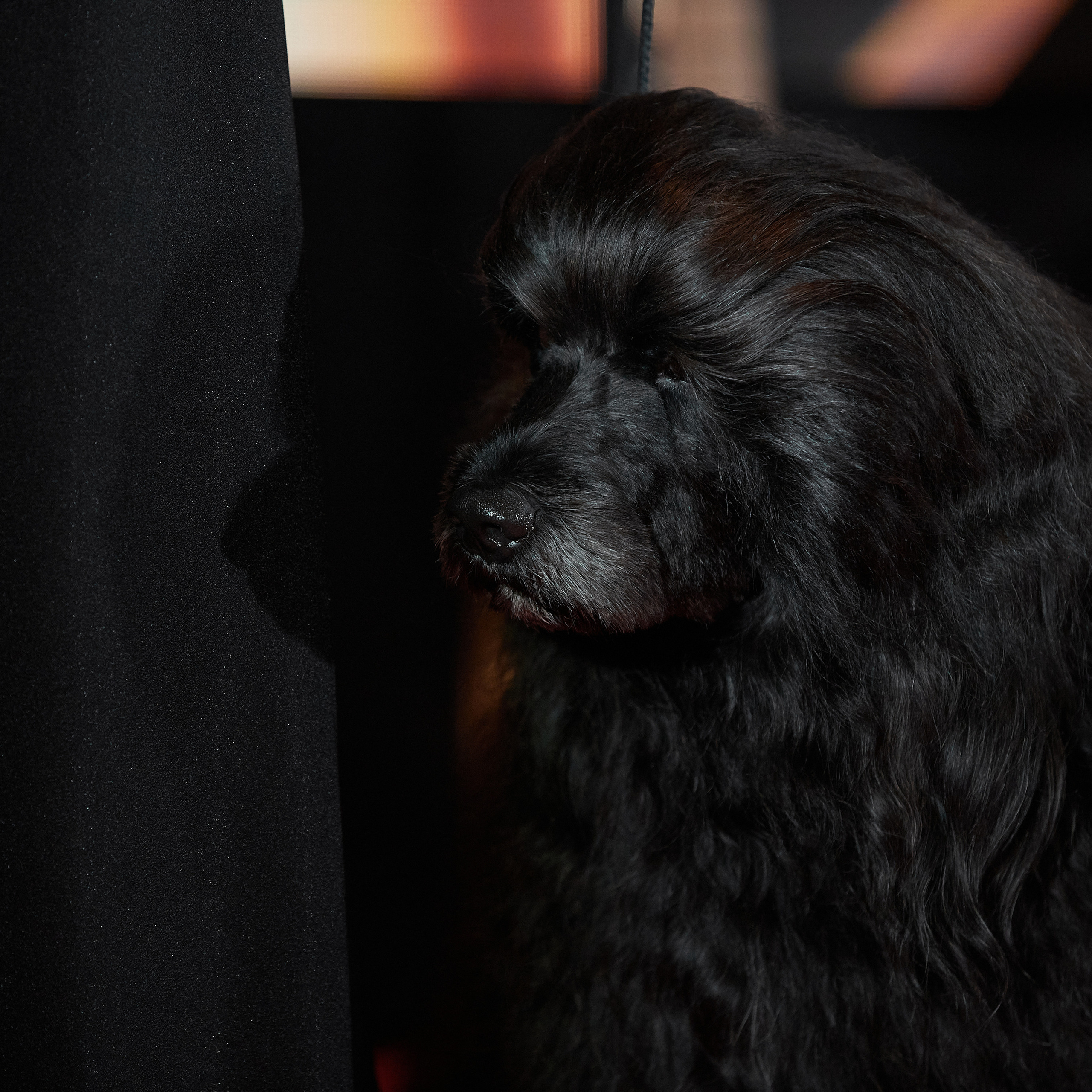 Репортаж с церемонии «BEST RUSSIAN DOG 2022». ФОТОГРАФ-АНИМАЛИСТ l LANA POLYAKOVA