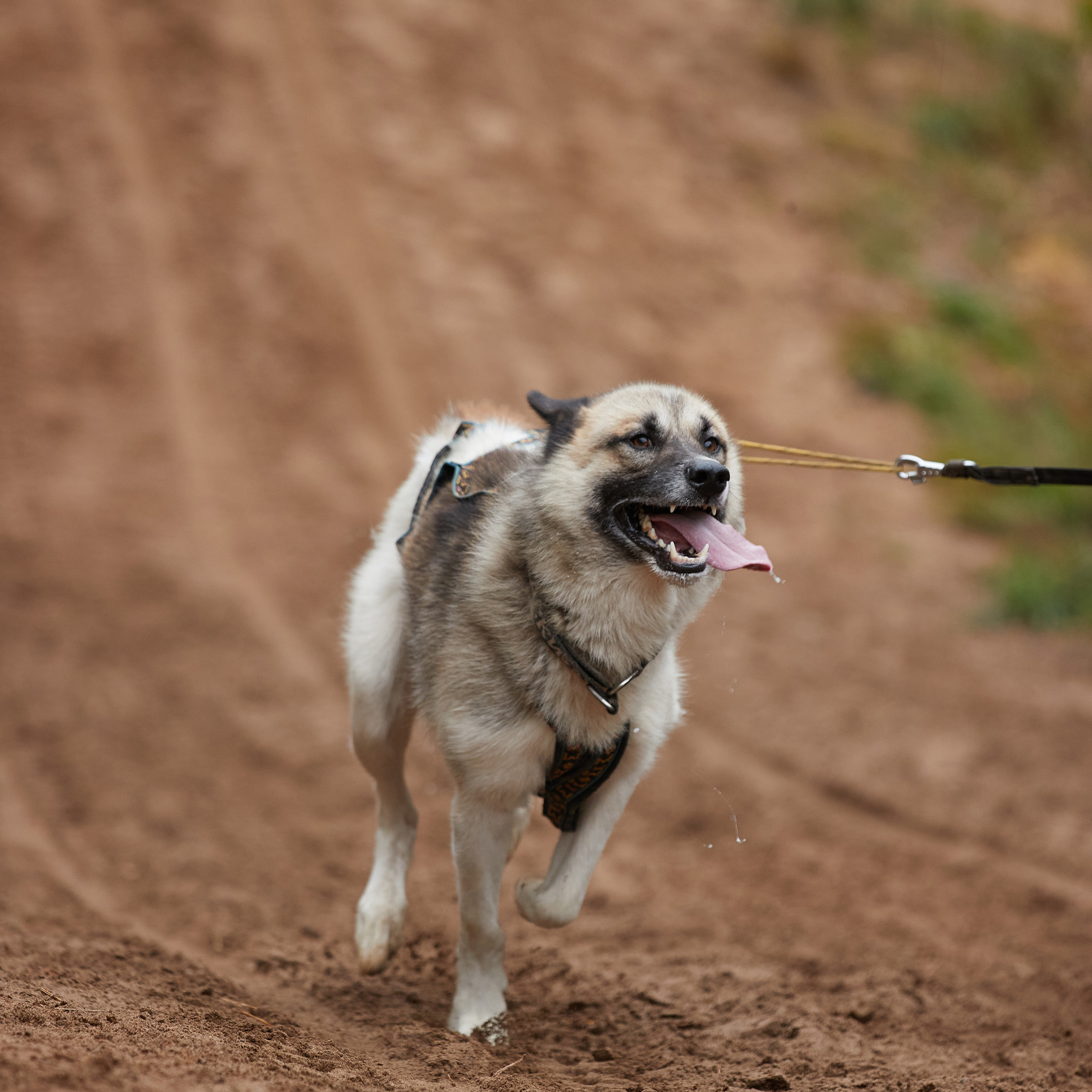 ЧЕМПИОНАТ РОССИИ РКФ 25–26 сентября 2021 г. ФОТОГРАФ-АНИМАЛИСТ l LANA POLYAKOVA