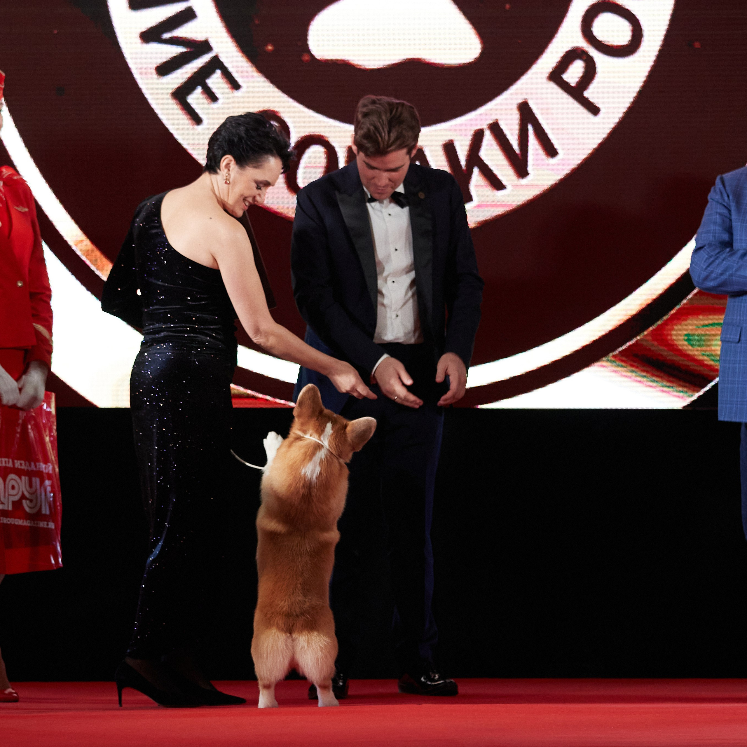 Репортаж с церемонии «BEST RUSSIAN DOG 2023». ФОТОГРАФ-АНИМАЛИСТ l LANA POLYAKOVA