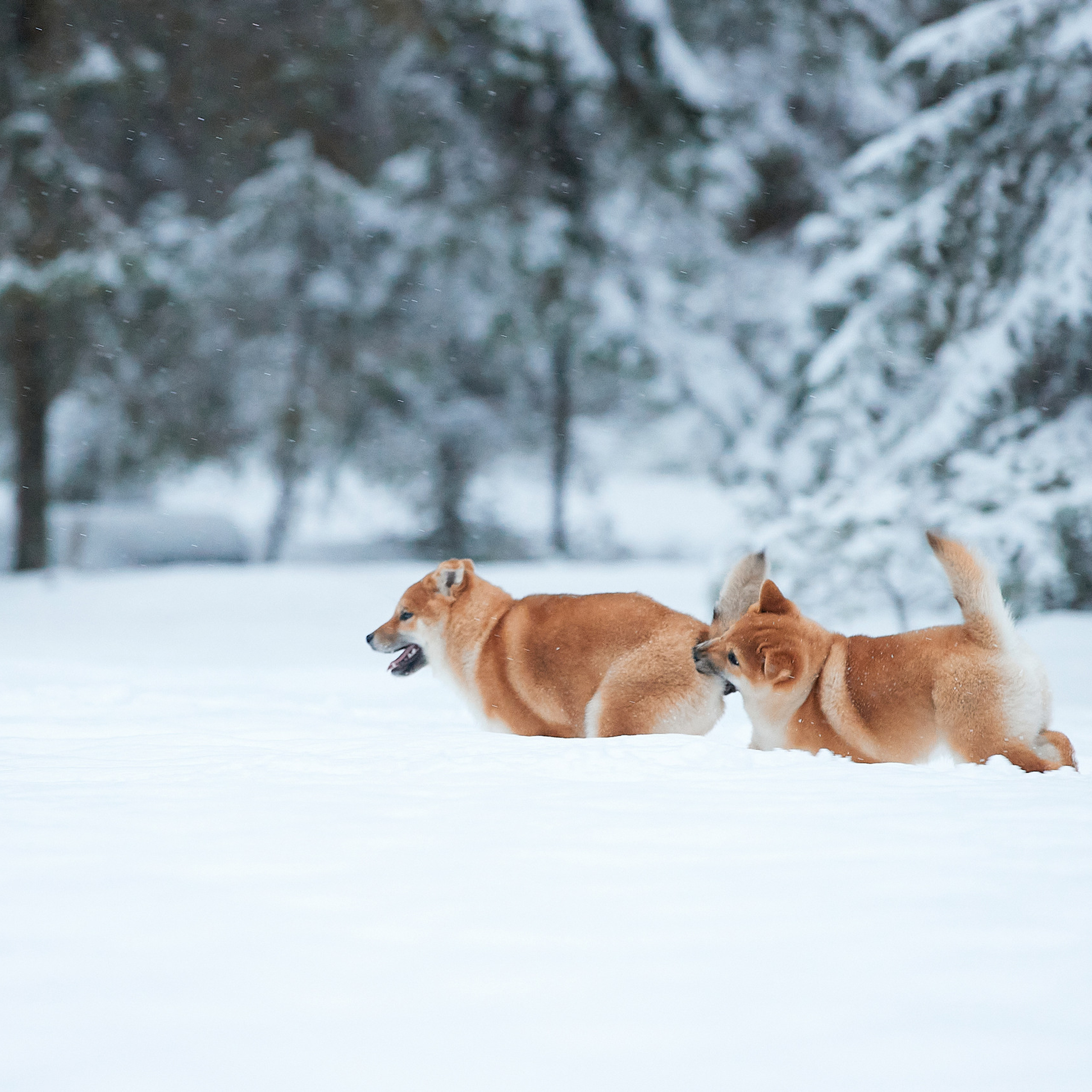 Маленькие сиба-рыси на воле. ФОТОГРАФ-АНИМАЛИСТ l LANA POLYAKOVA