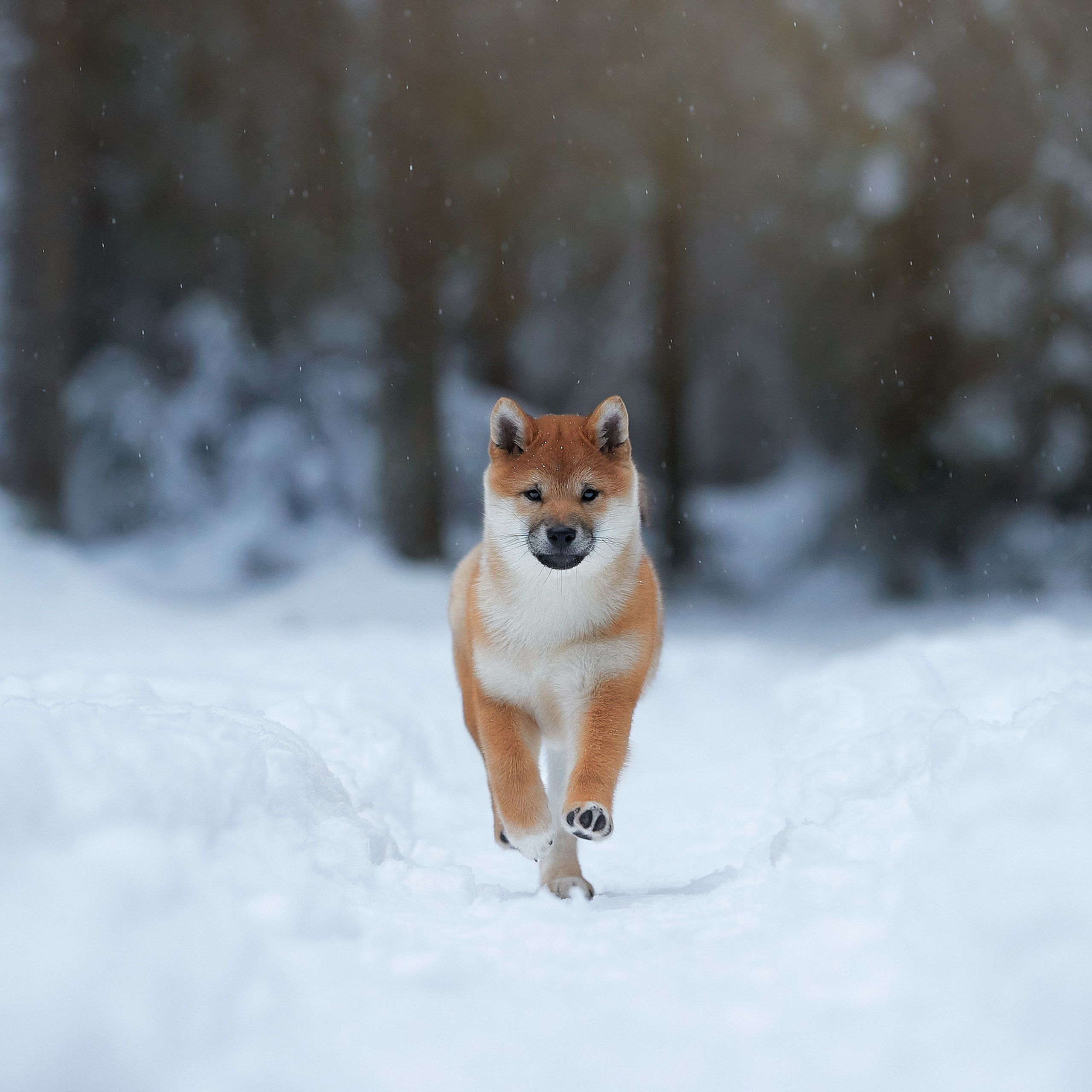 Маленькие сиба-рыси на воле. ФОТОГРАФ-АНИМАЛИСТ l LANA POLYAKOVA