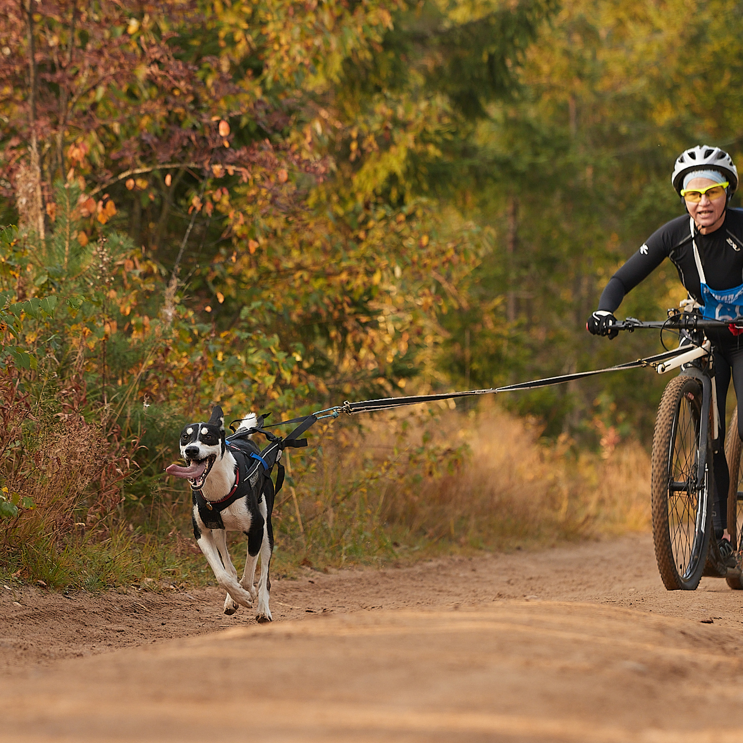 ЧЕМПИОНАТ РОССИИ РКФ 27 сентября 2020 г., 2й день. ФОТОГРАФ-АНИМАЛИСТ l LANA POLYAKOVA