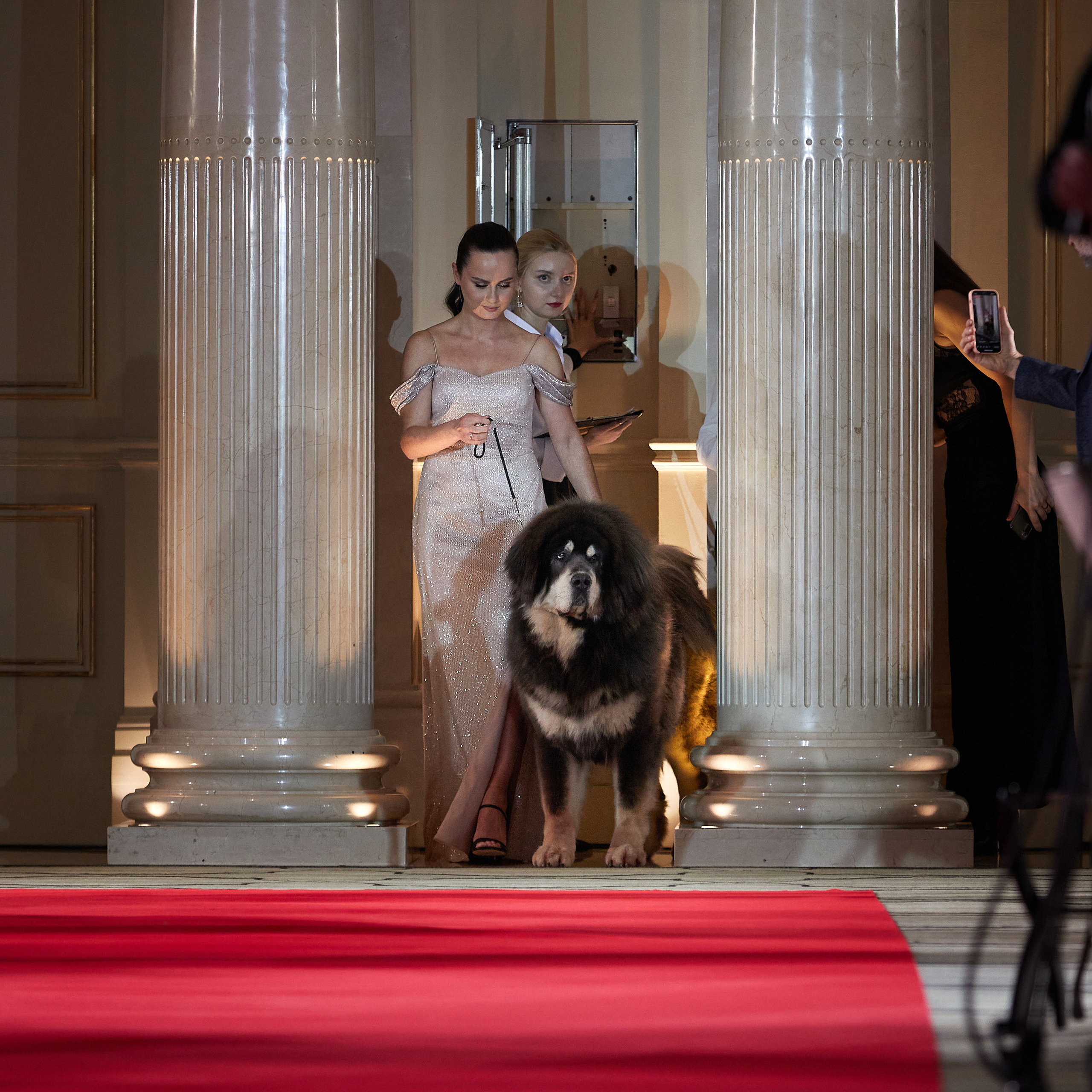 Репортаж с церемонии «BEST RUSSIAN DOG 2022». ФОТОГРАФ-АНИМАЛИСТ l LANA POLYAKOVA