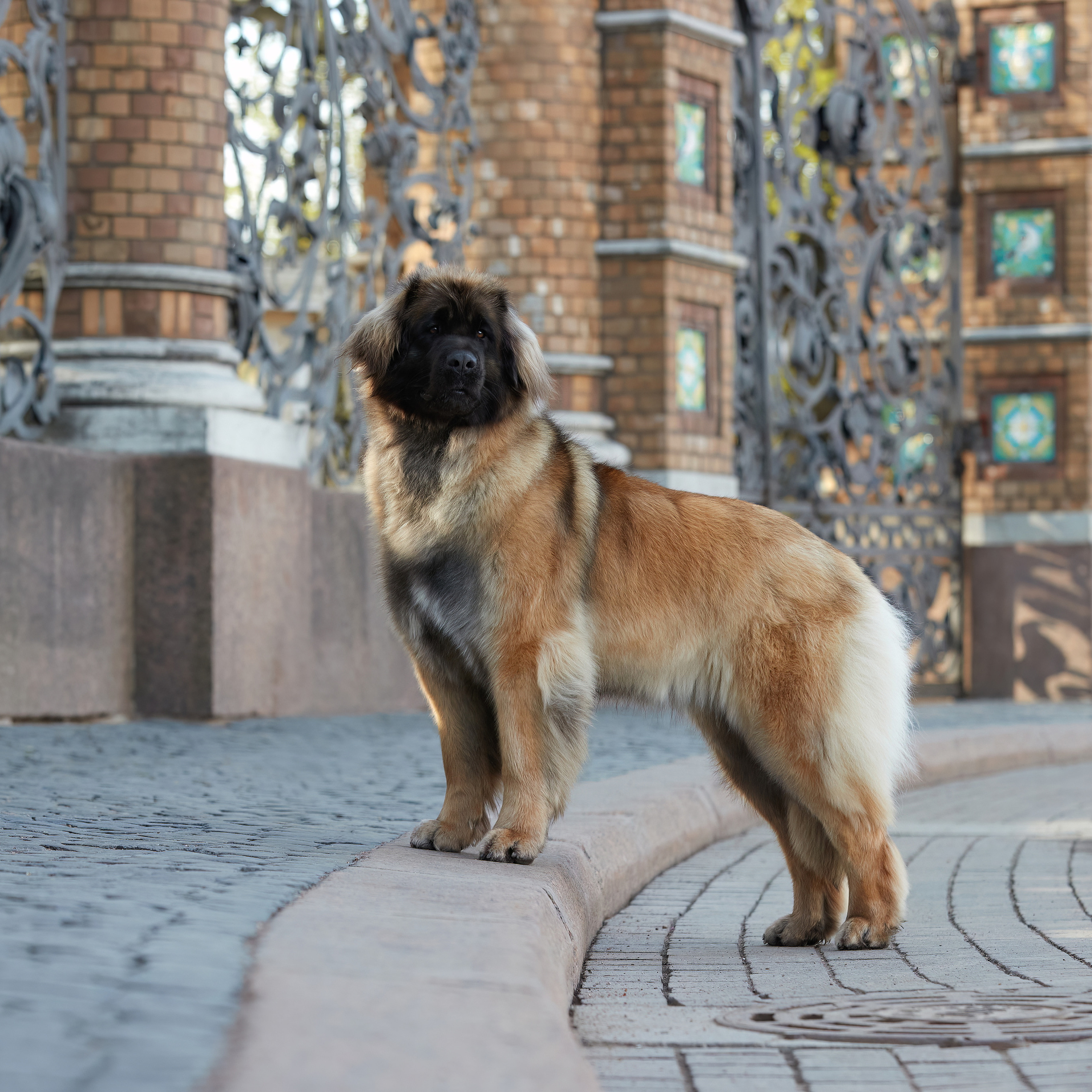 Леонбергеры в Санкт-Петербурге. ФОТОГРАФ-АНИМАЛИСТ l LANA POLYAKOVA