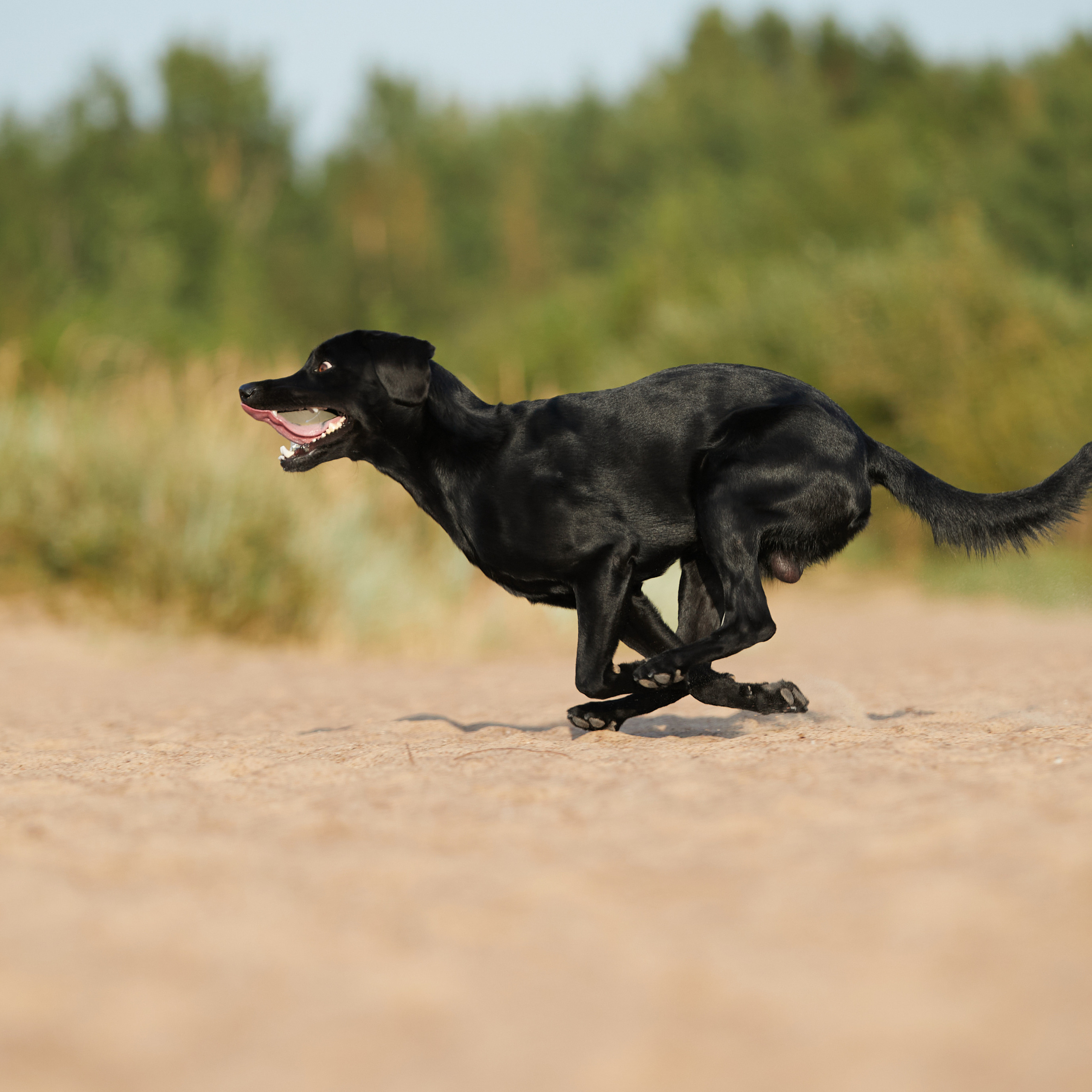 Фотопрогулка для Аджи. Вода!. ФОТОГРАФ-АНИМАЛИСТ l LANA POLYAKOVA