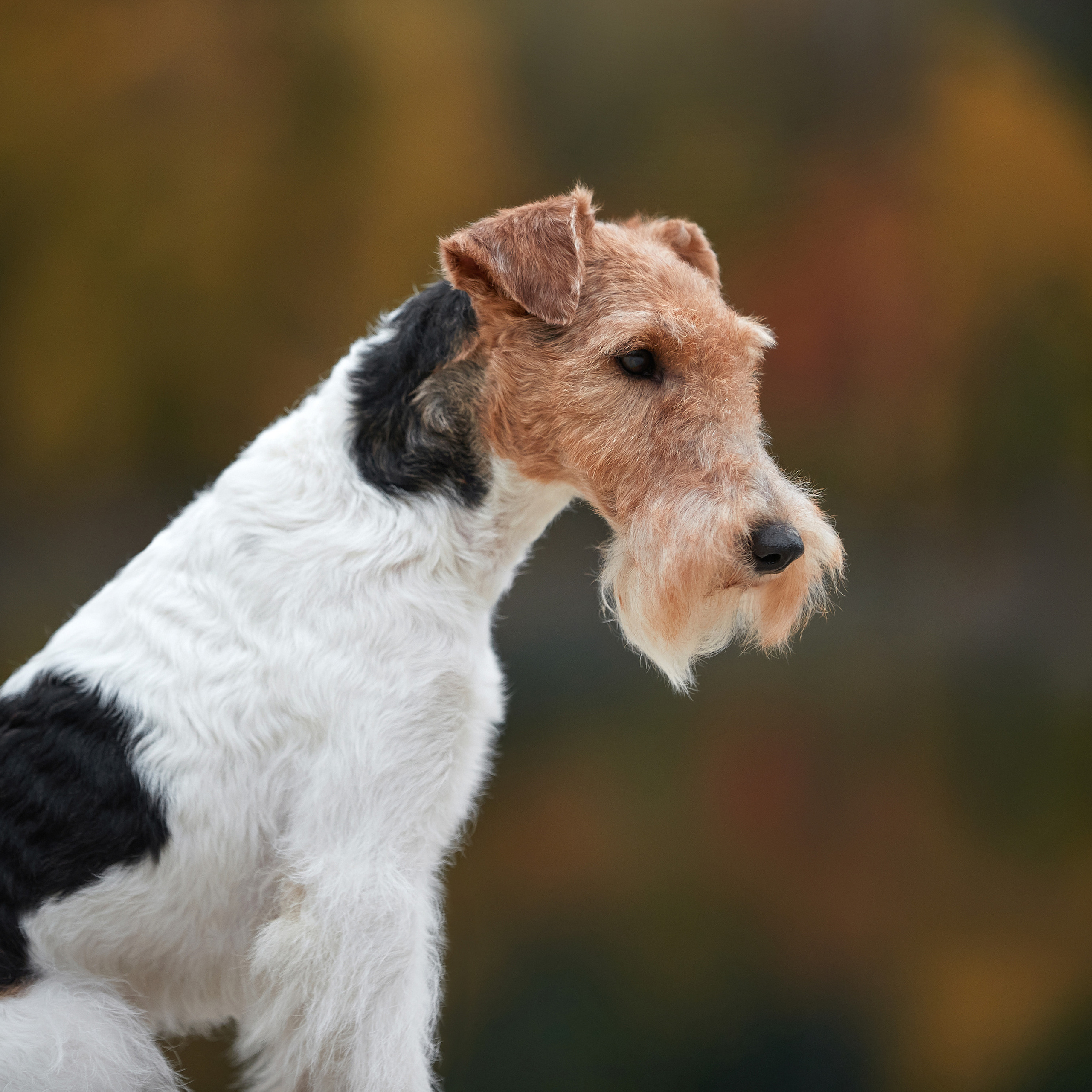 Путешествие к Байкалу. Фотосессии в Иркутске. ФОТОГРАФ-АНИМАЛИСТ l LANA POLYAKOVA
