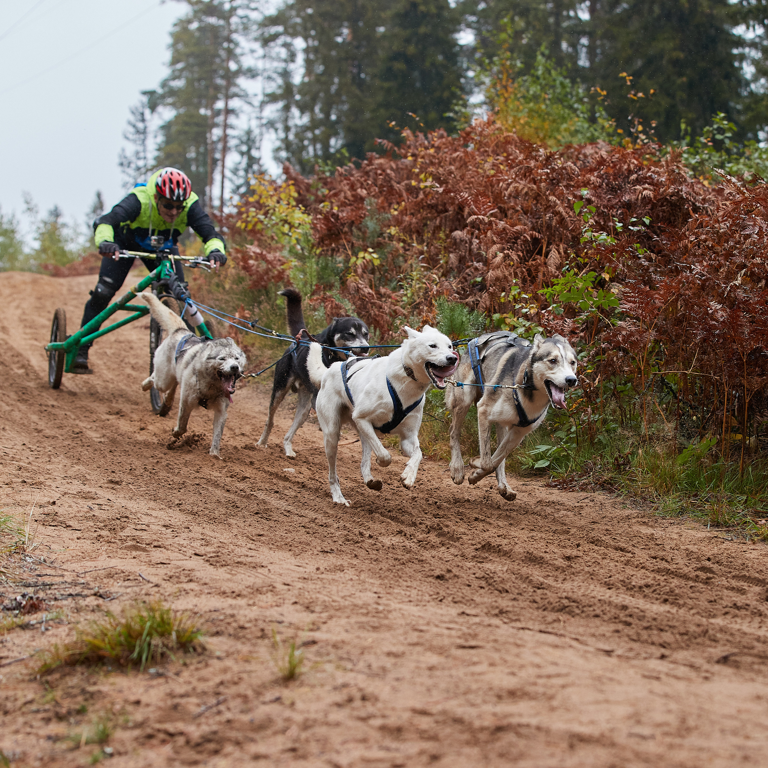 ЧЕМПИОНАТ РОССИИ РКФ 25–26 сентября 2021 г. ФОТОГРАФ-АНИМАЛИСТ l LANA POLYAKOVA