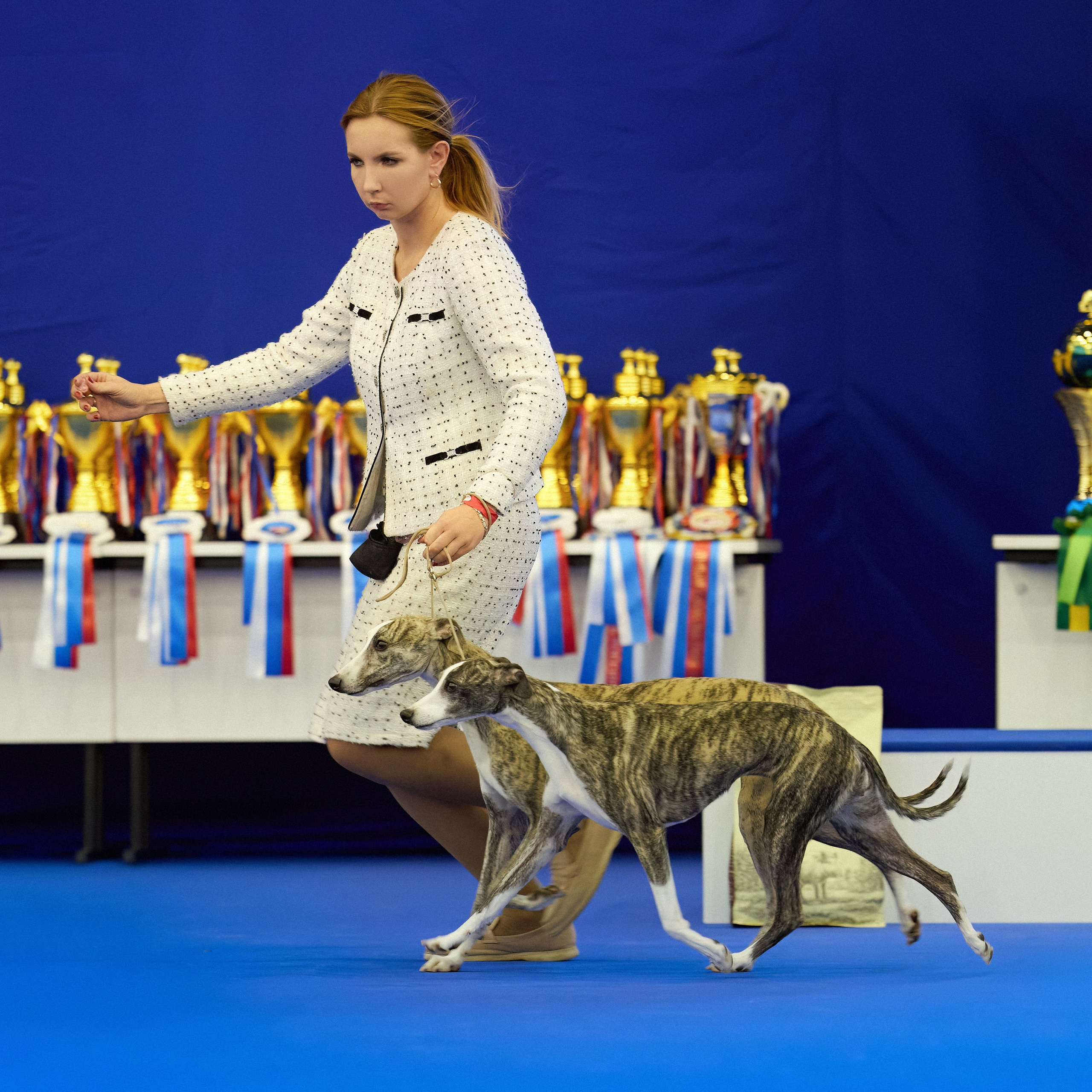 ВЫСТАВКА СОБАК С ОСОБЫМ СТАТУСОМ «НЕВСКИЙ ПОБЕДИТЕЛЬ» 12-13-14.12.2025. ФОТОГРАФ-АНИМАЛИСТ l LANA POLYAKOVA