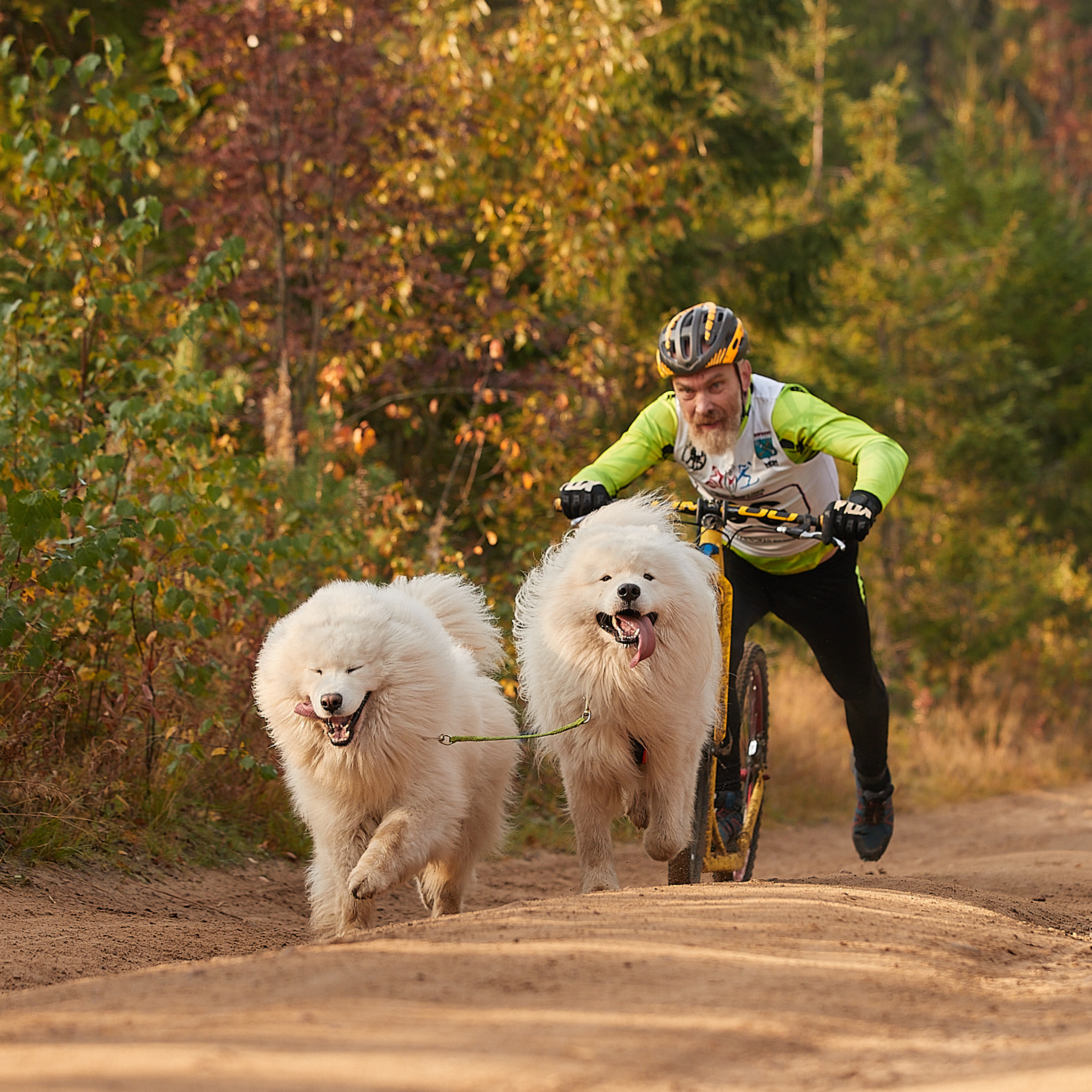 ЧЕМПИОНАТ РОССИИ РКФ 27 сентября 2020 г., 2й день. ФОТОГРАФ-АНИМАЛИСТ l LANA POLYAKOVA