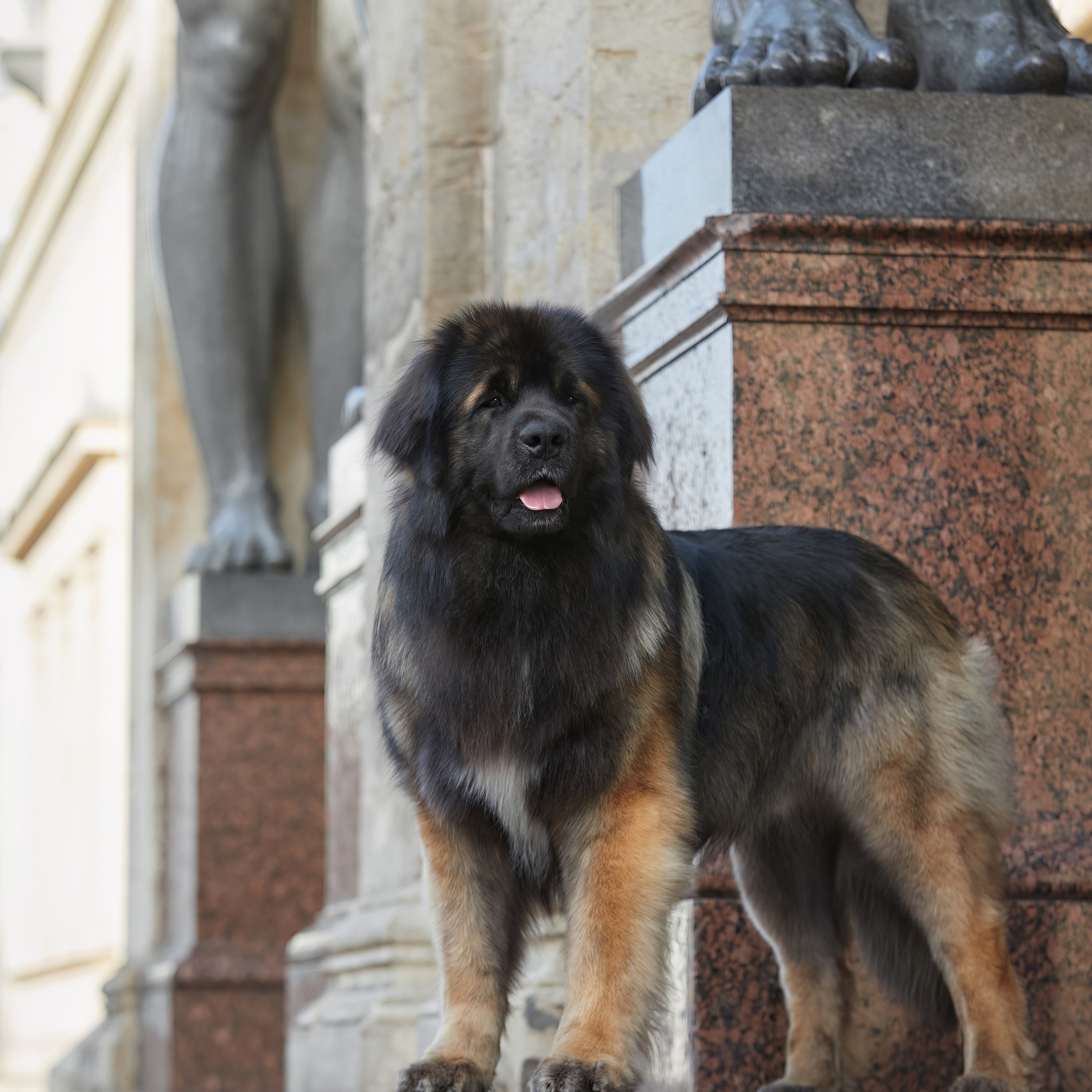 Леонбергеры в Санкт-Петербурге. ФОТОГРАФ-АНИМАЛИСТ l LANA POLYAKOVA
