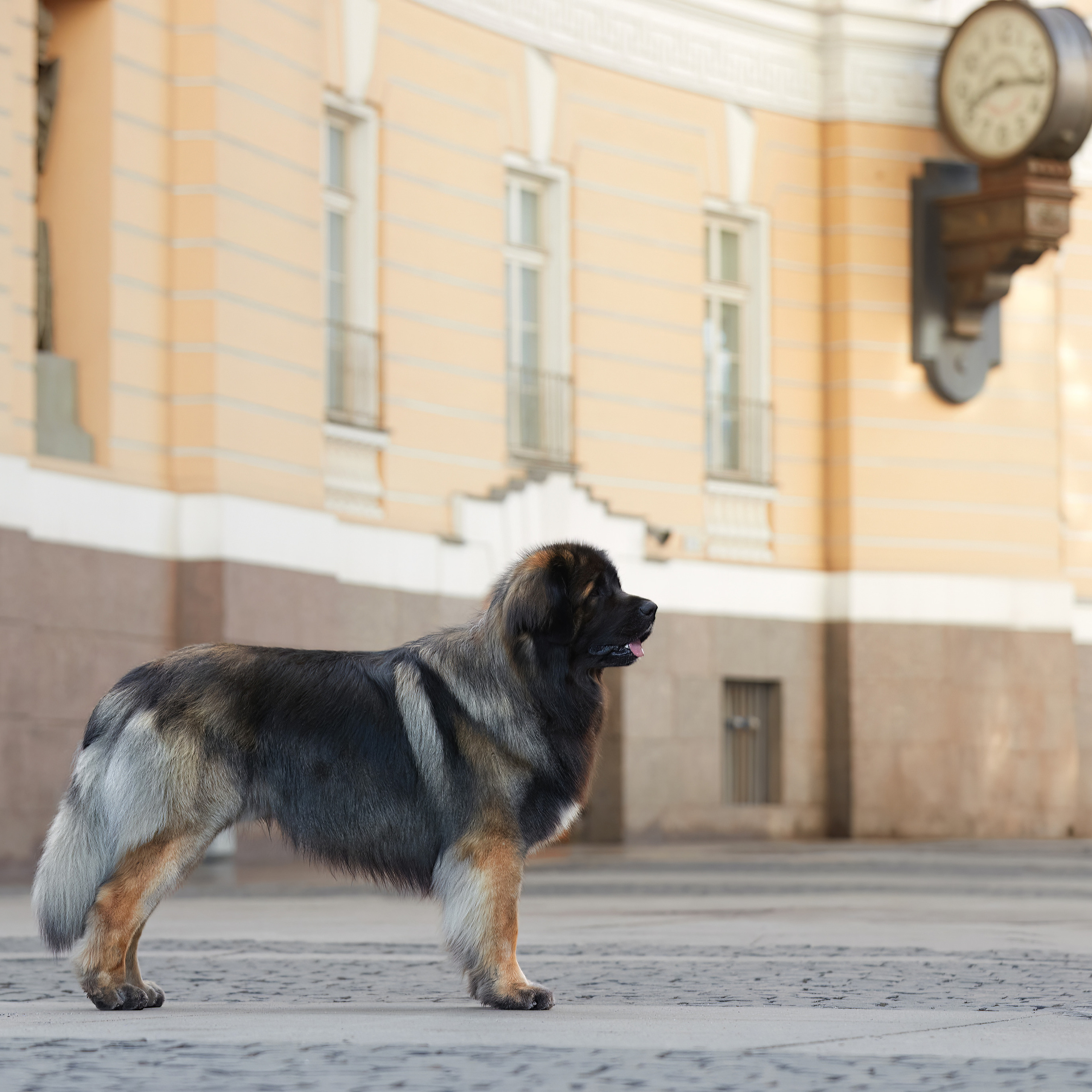Леонбергеры в Санкт-Петербурге. ФОТОГРАФ-АНИМАЛИСТ l LANA POLYAKOVA