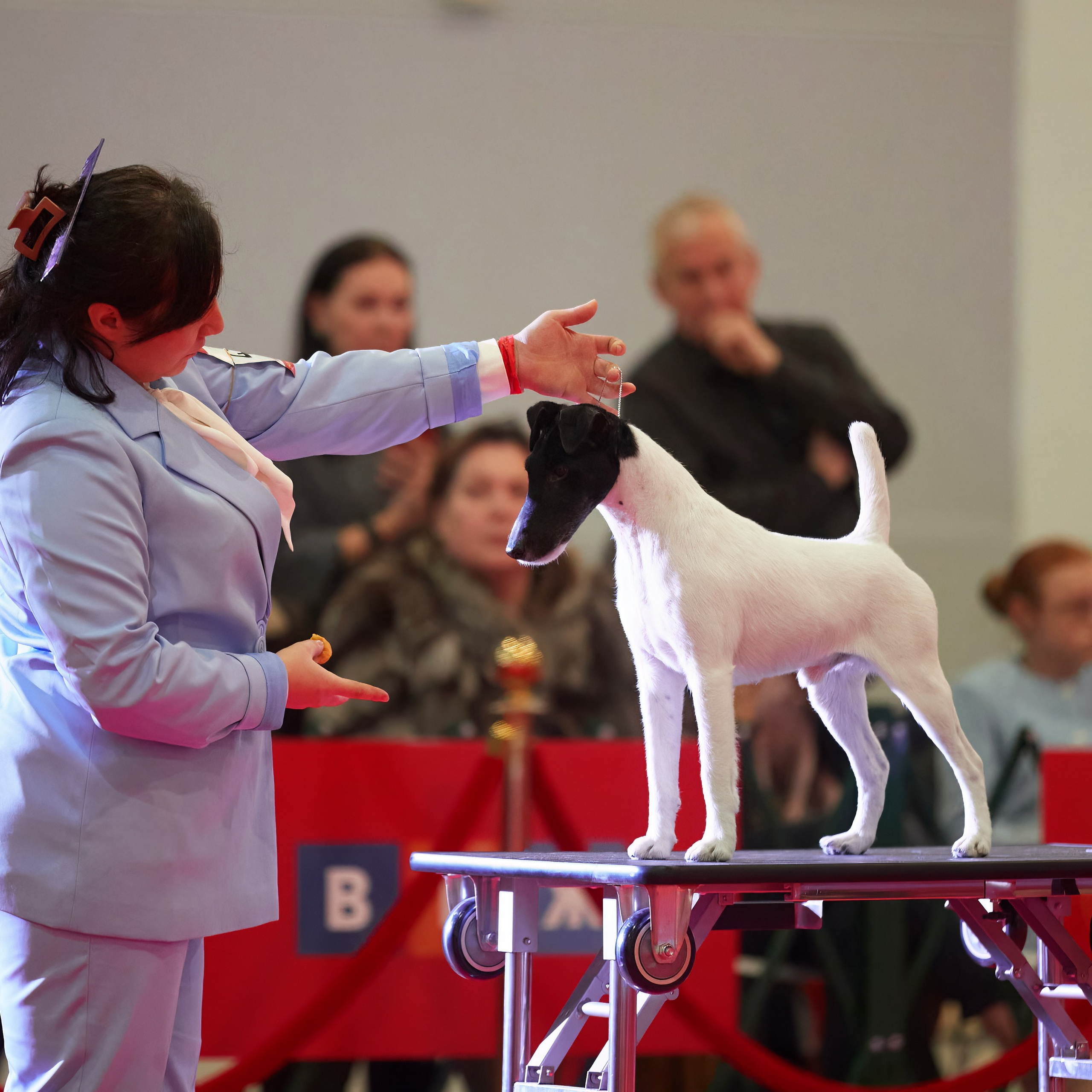 Шоу чемпионов «ЛУЧШИЕ СОБАКИ РОССИИ». ФОТОГРАФ-АНИМАЛИСТ l LANA POLYAKOVA