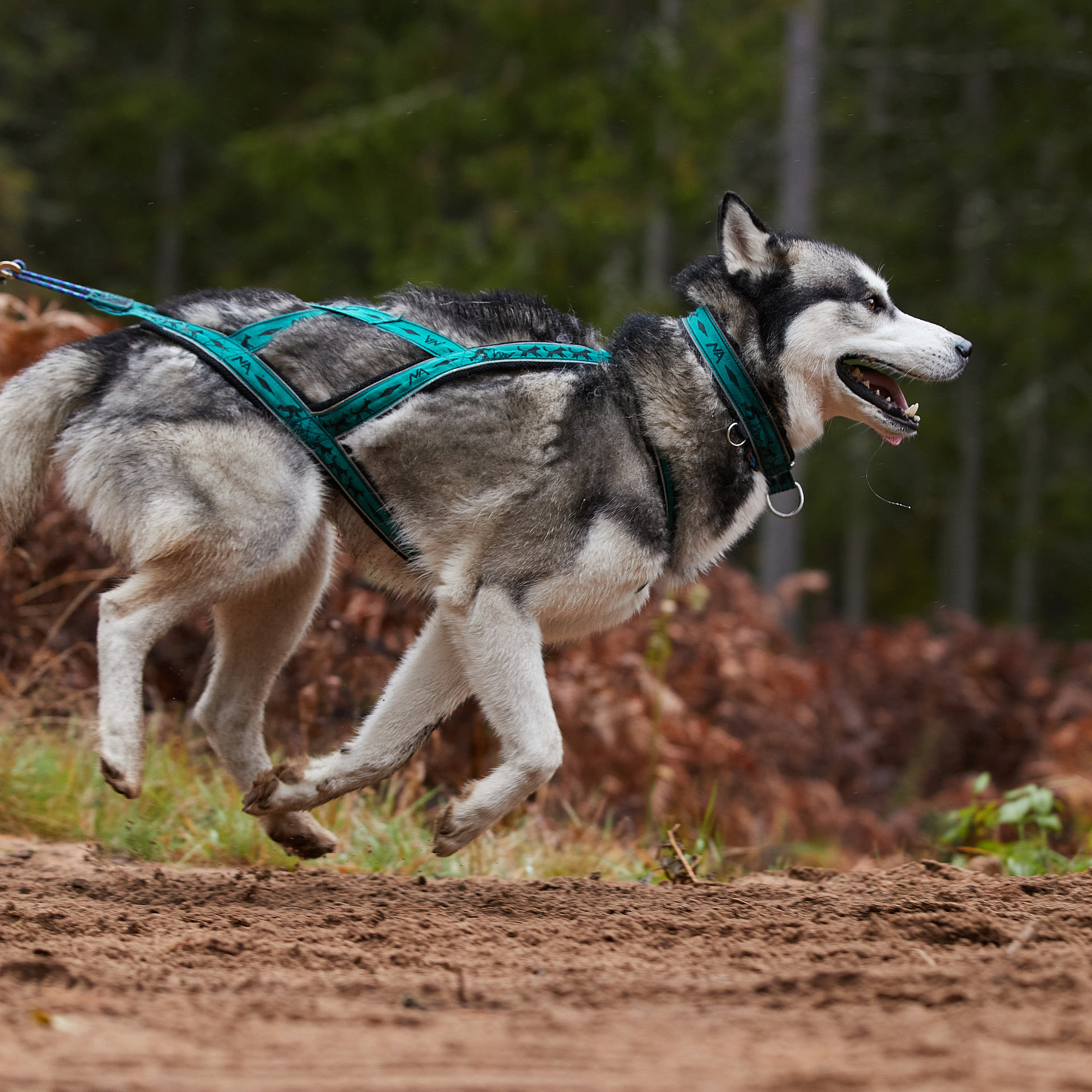 ЧЕМПИОНАТ РОССИИ РКФ 25–26 сентября 2021 г. ФОТОГРАФ-АНИМАЛИСТ l LANA POLYAKOVA