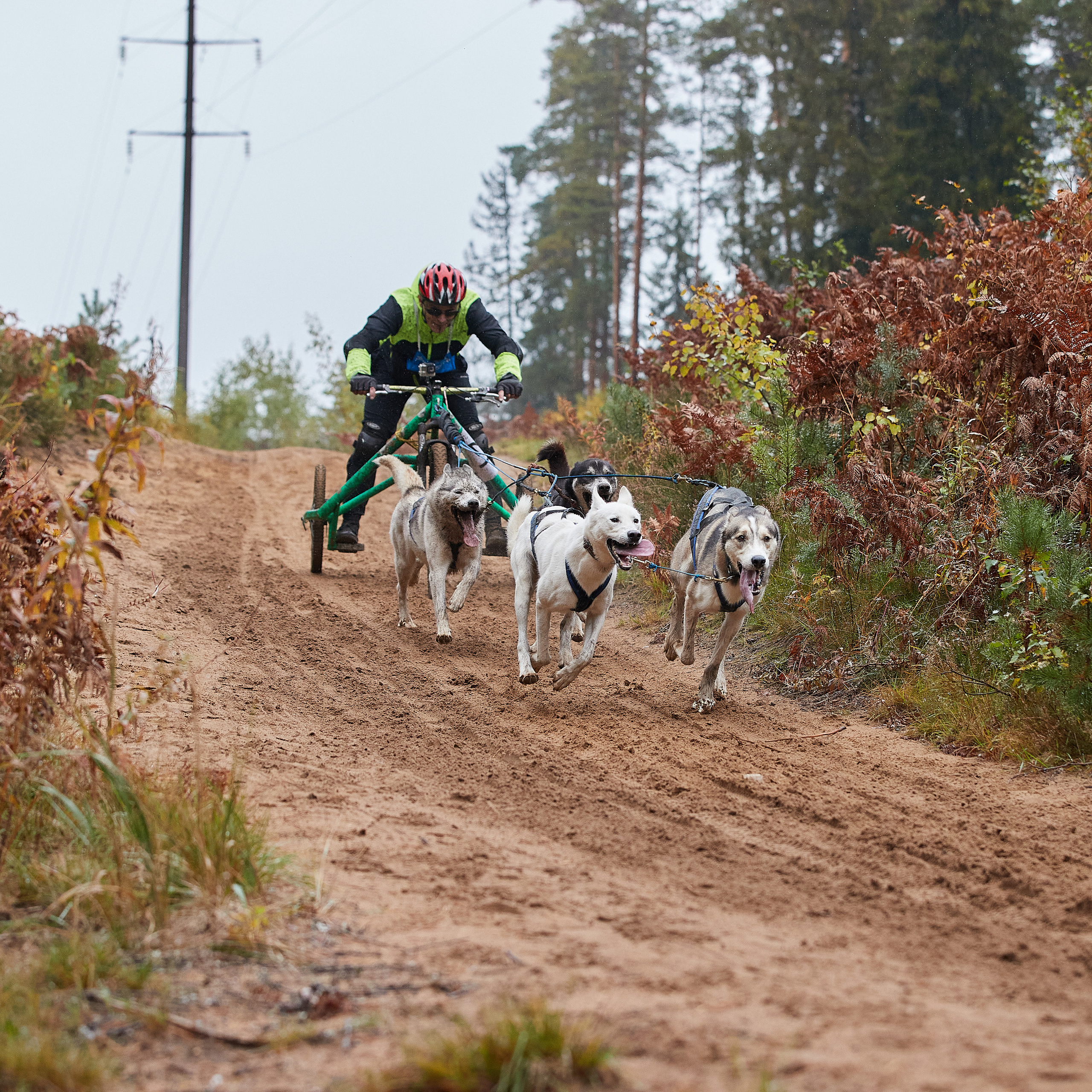 ЧЕМПИОНАТ РОССИИ РКФ 25–26 сентября 2021 г. ФОТОГРАФ-АНИМАЛИСТ l LANA POLYAKOVA
