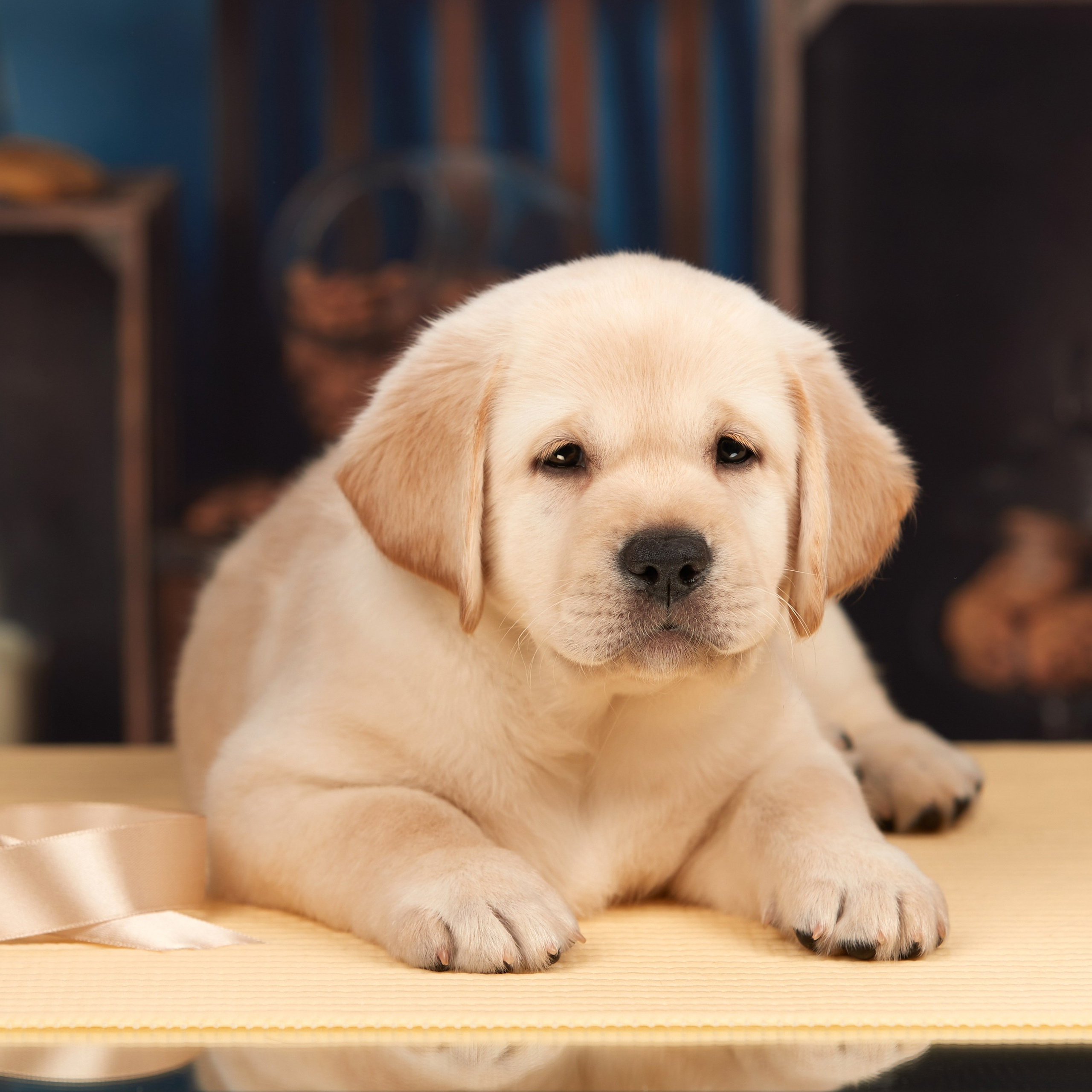 🍁Осенний лялькопад 🍁. ФОТОГРАФ-АНИМАЛИСТ l LANA POLYAKOVA