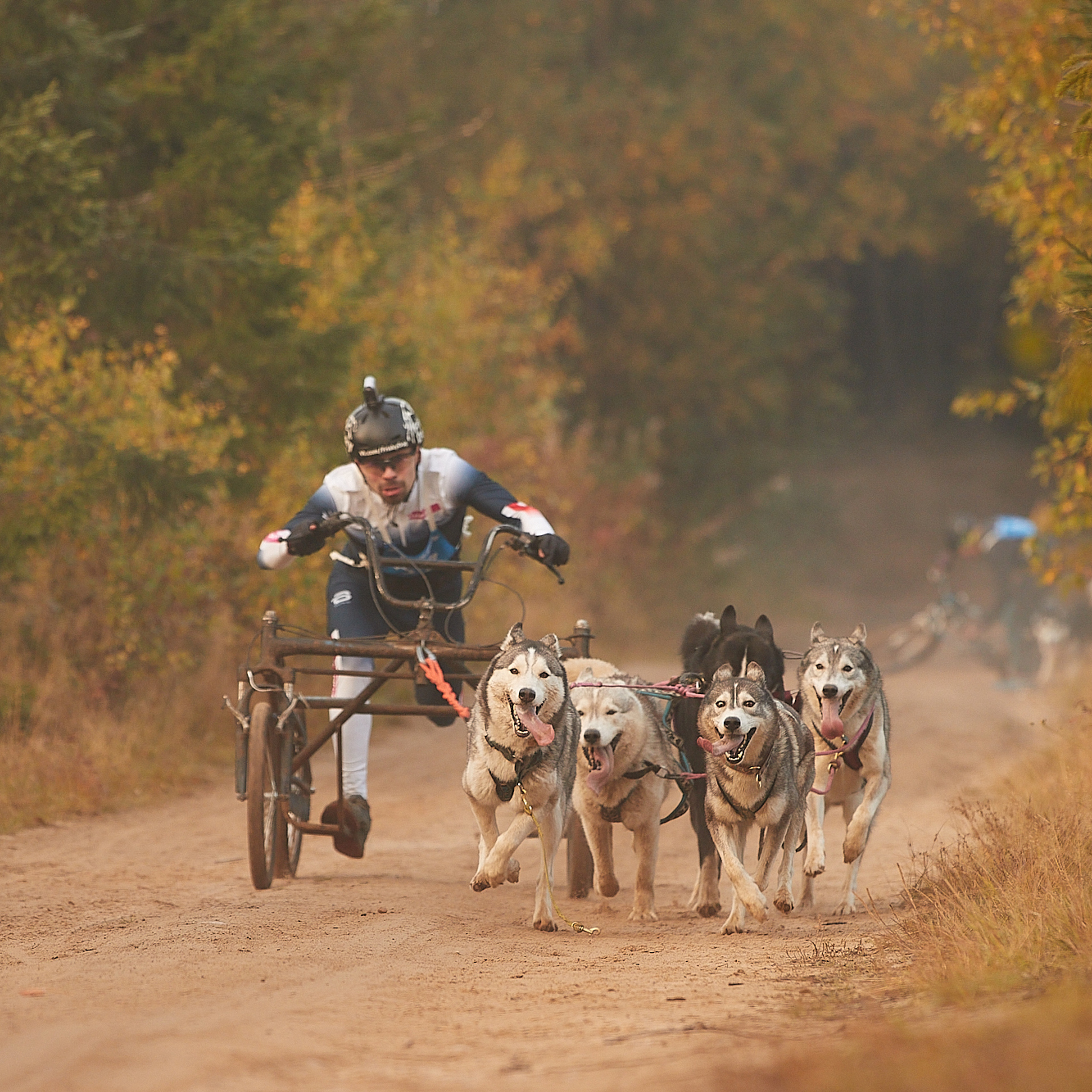 ЧЕМПИОНАТ РОССИИ РКФ 27 сентября 2020 г., 2й день. ФОТОГРАФ-АНИМАЛИСТ l LANA POLYAKOVA