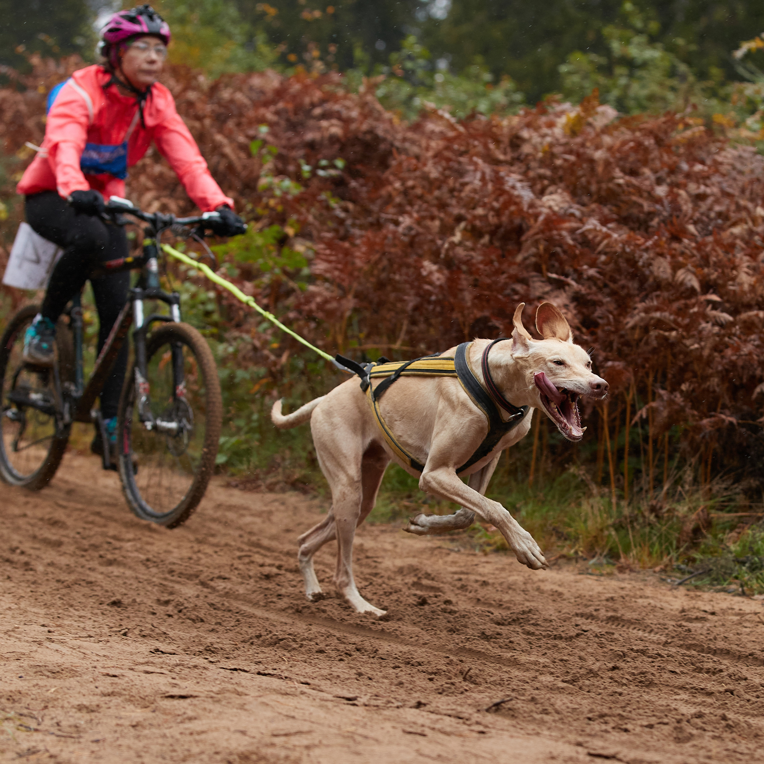 ЧЕМПИОНАТ РОССИИ РКФ 25–26 сентября 2021 г. ФОТОГРАФ-АНИМАЛИСТ l LANA POLYAKOVA