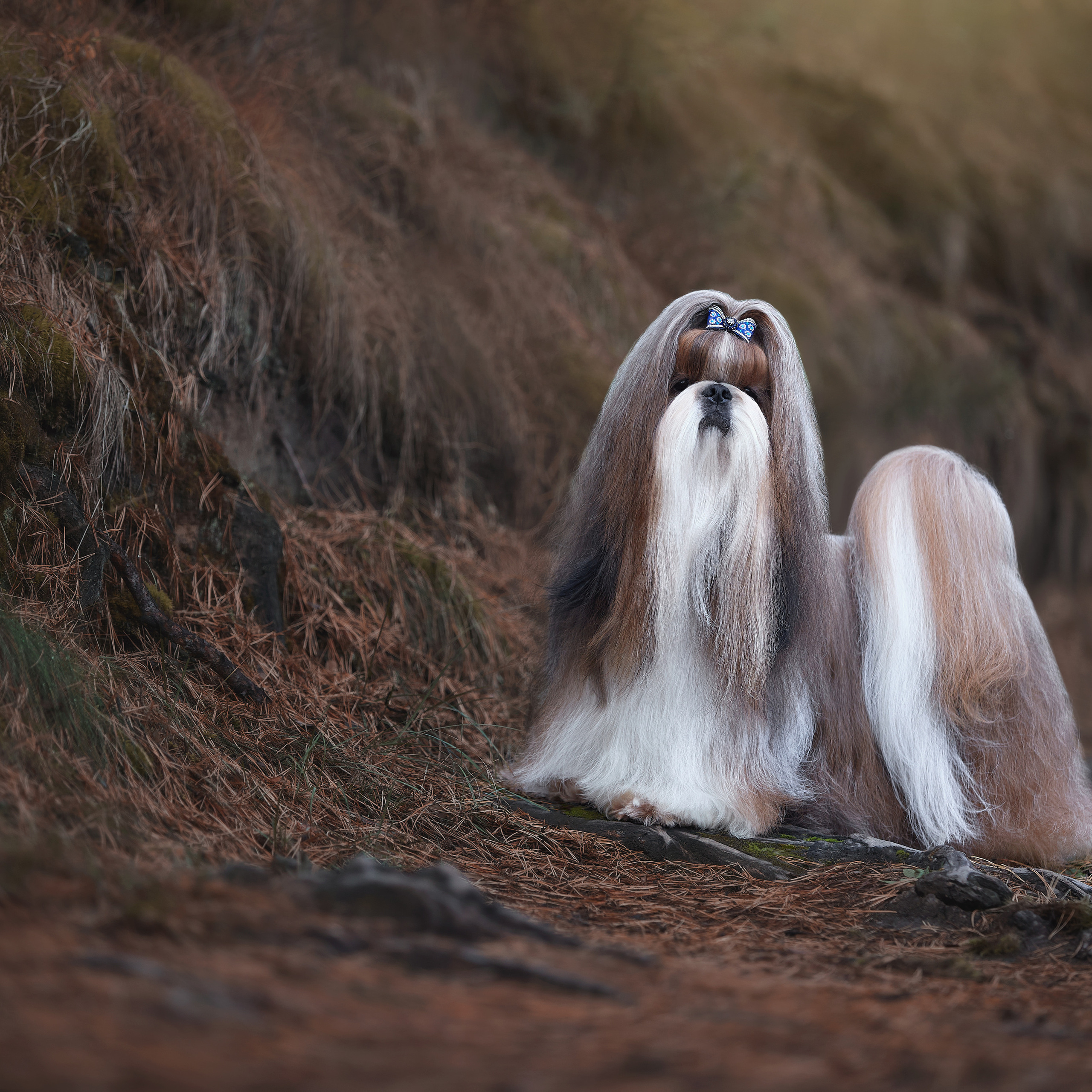 Путешествие к Байкалу. Фотосессии в Иркутске. ФОТОГРАФ-АНИМАЛИСТ l LANA POLYAKOVA