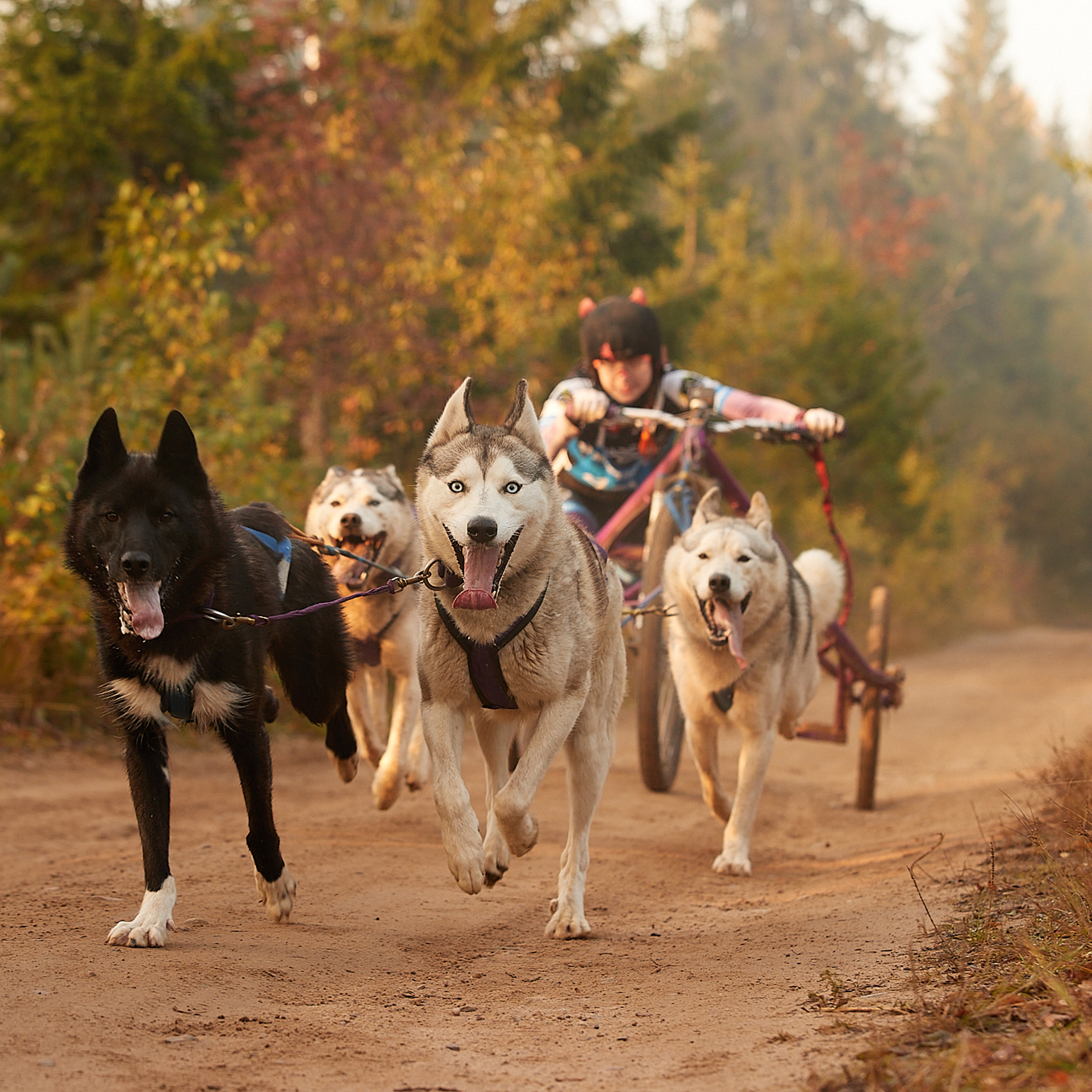 ЧЕМПИОНАТ РОССИИ РКФ 27 сентября 2020 г., 2й день. ФОТОГРАФ-АНИМАЛИСТ l LANA POLYAKOVA