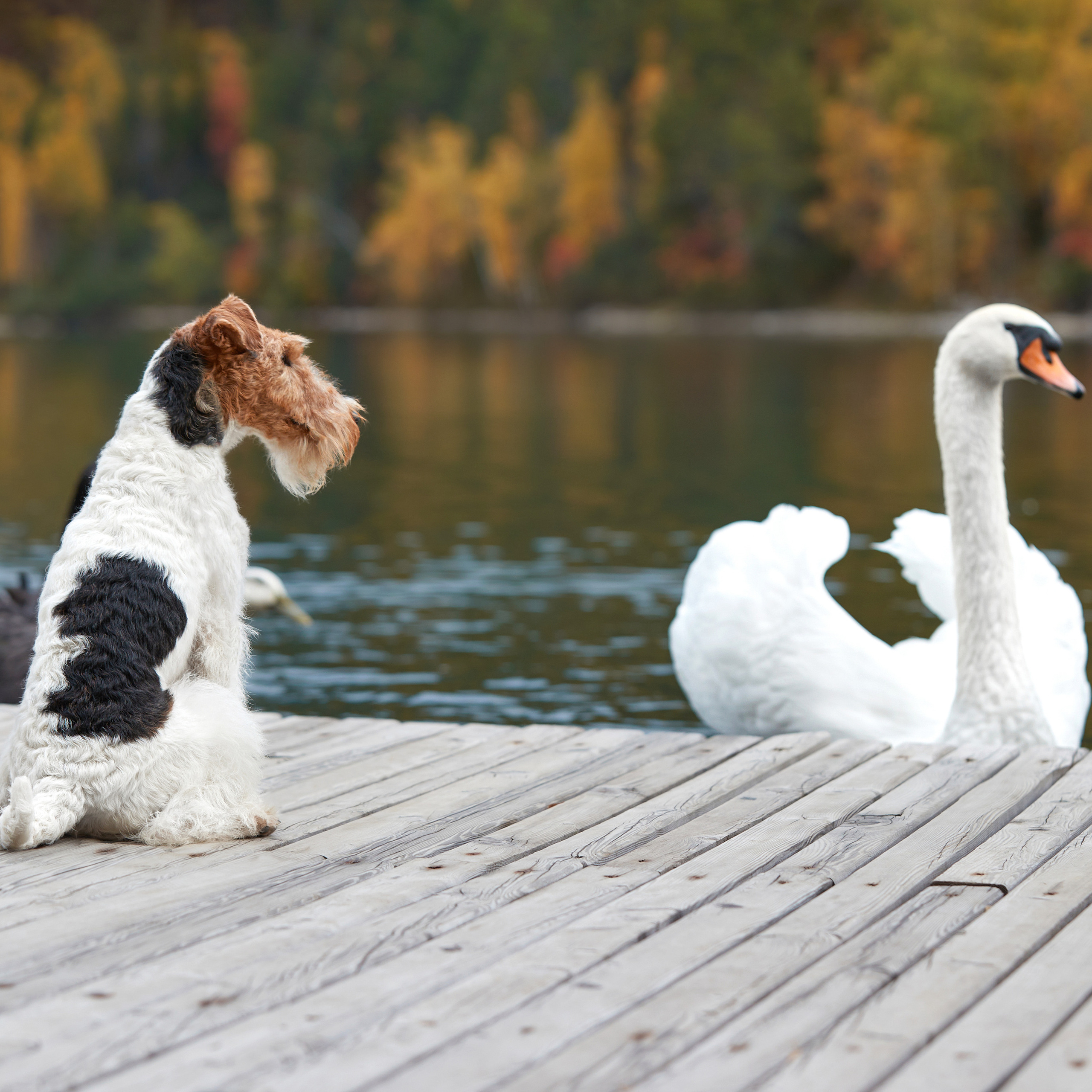 Путешествие к Байкалу. Фотосессии в Иркутске. ФОТОГРАФ-АНИМАЛИСТ l LANA POLYAKOVA
