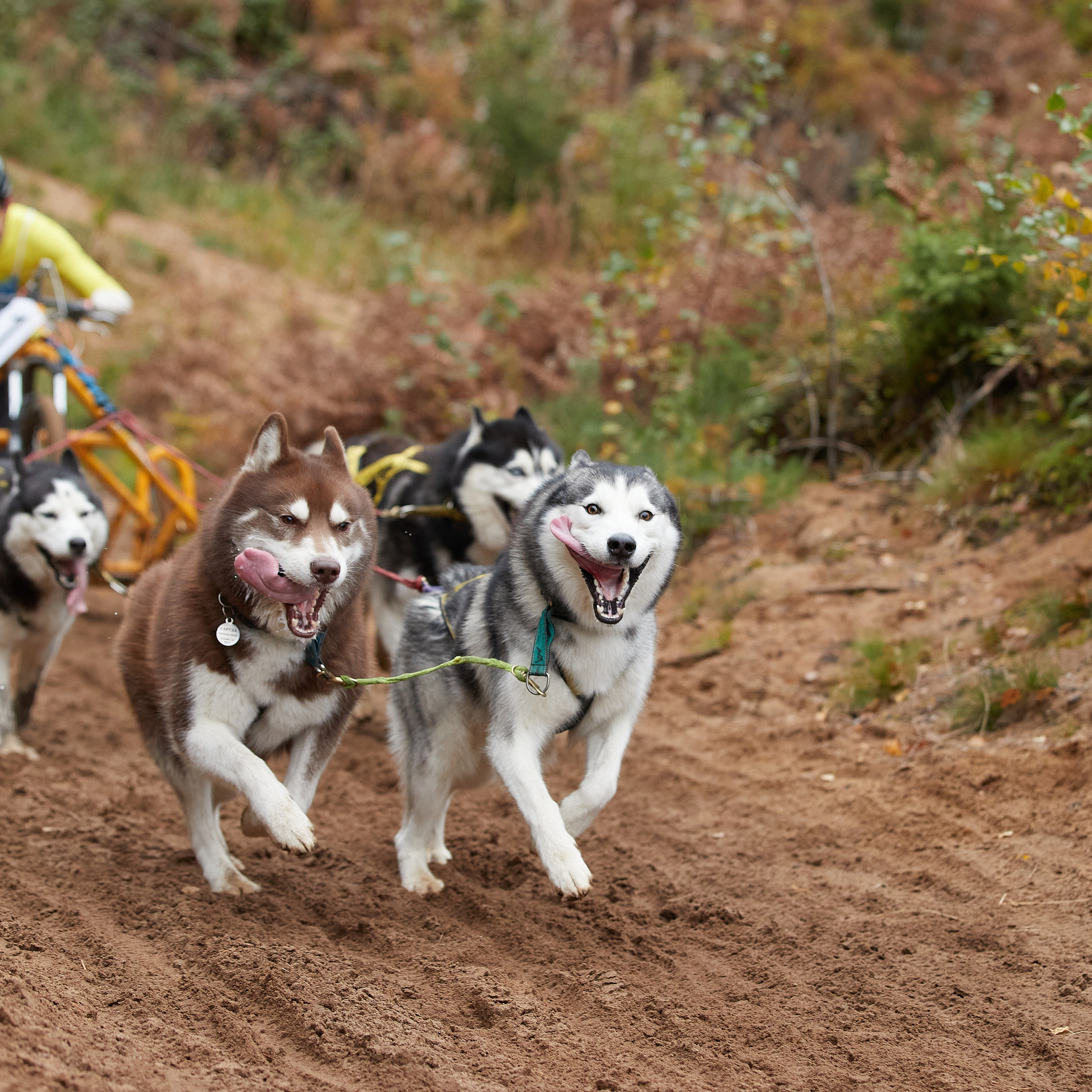 ЧЕМПИОНАТ РОССИИ РКФ 25–26 сентября 2021 г. ФОТОГРАФ-АНИМАЛИСТ l LANA POLYAKOVA