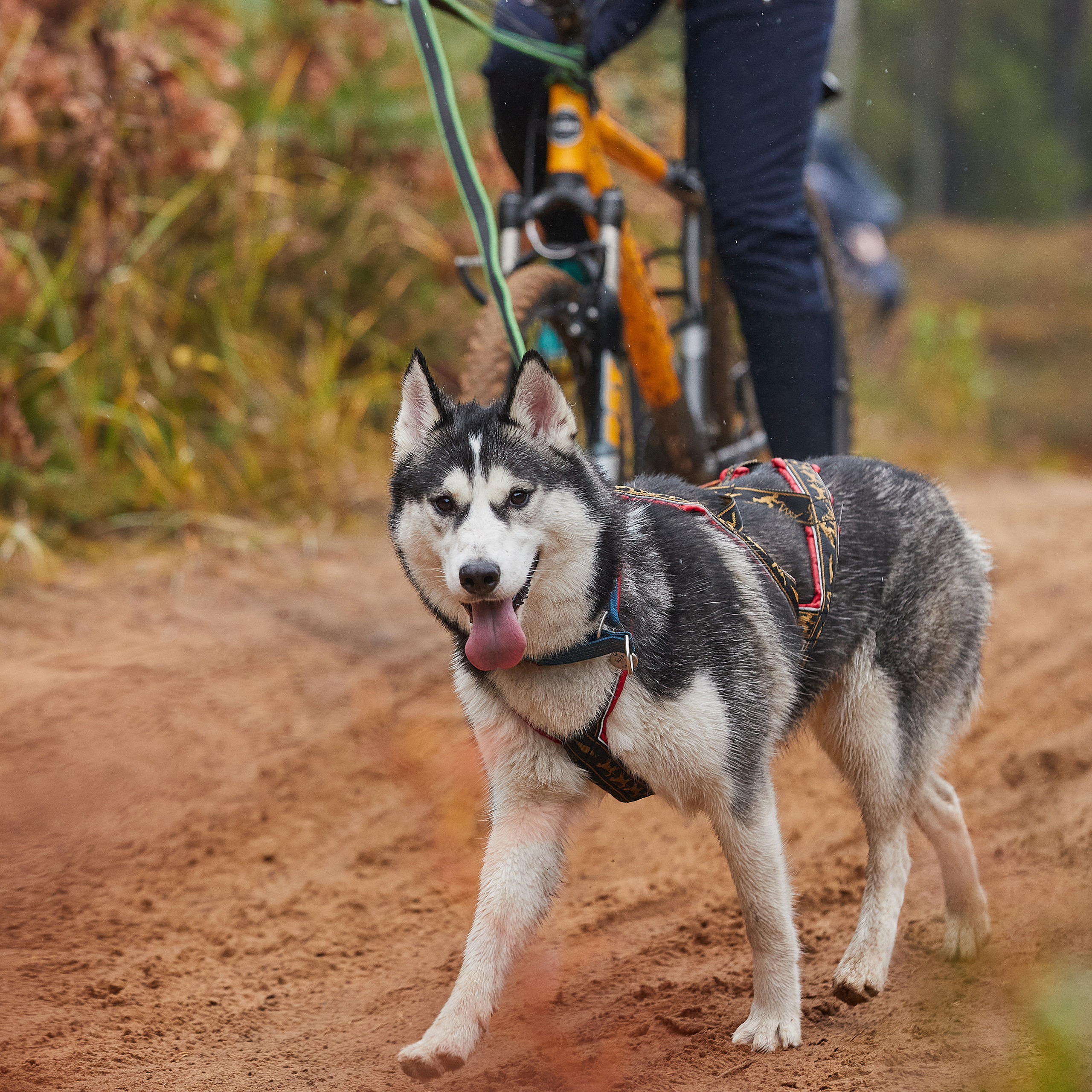ЧЕМПИОНАТ РОССИИ РКФ 25–26 сентября 2021 г. ФОТОГРАФ-АНИМАЛИСТ l LANA POLYAKOVA