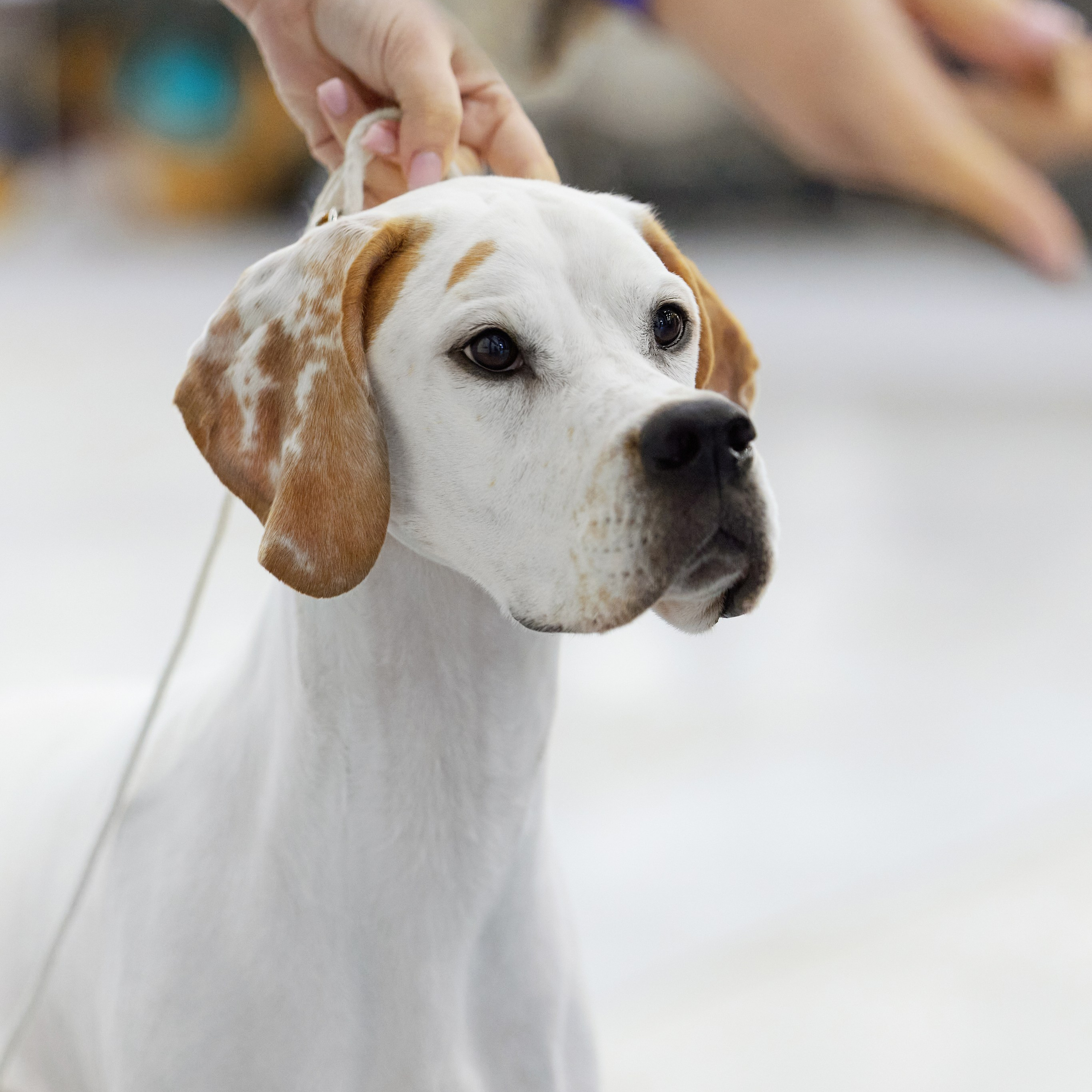 ВЫСТАВКА СОБАК С ОСОБЫМ СТАТУСОМ «НЕВСКИЙ ПОБЕДИТЕЛЬ» 12-13-14.12.2025. ФОТОГРАФ-АНИМАЛИСТ l LANA POLYAKOVA