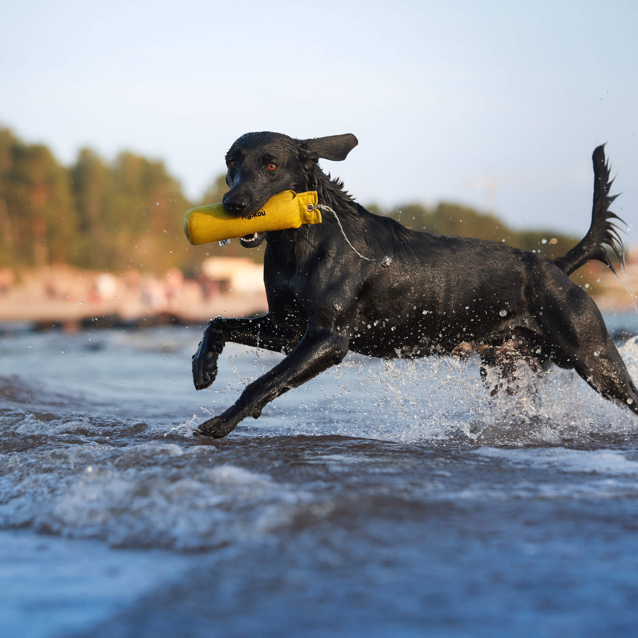 Фотопрогулка для Аджи. Вода!. ФОТОГРАФ-АНИМАЛИСТ l LANA POLYAKOVA