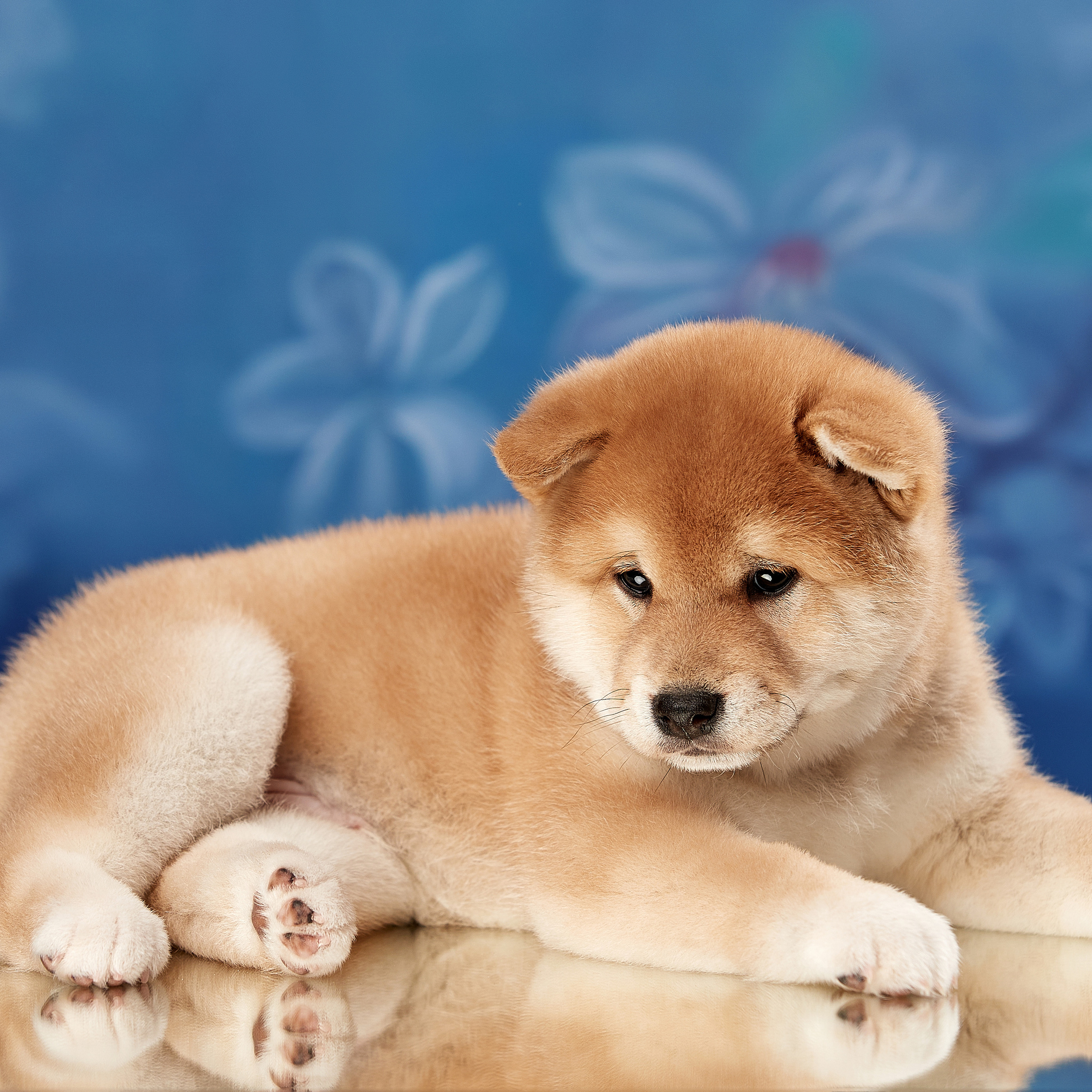 Съемка щенков на дому. ФОТОГРАФ-АНИМАЛИСТ l LANA POLYAKOVA