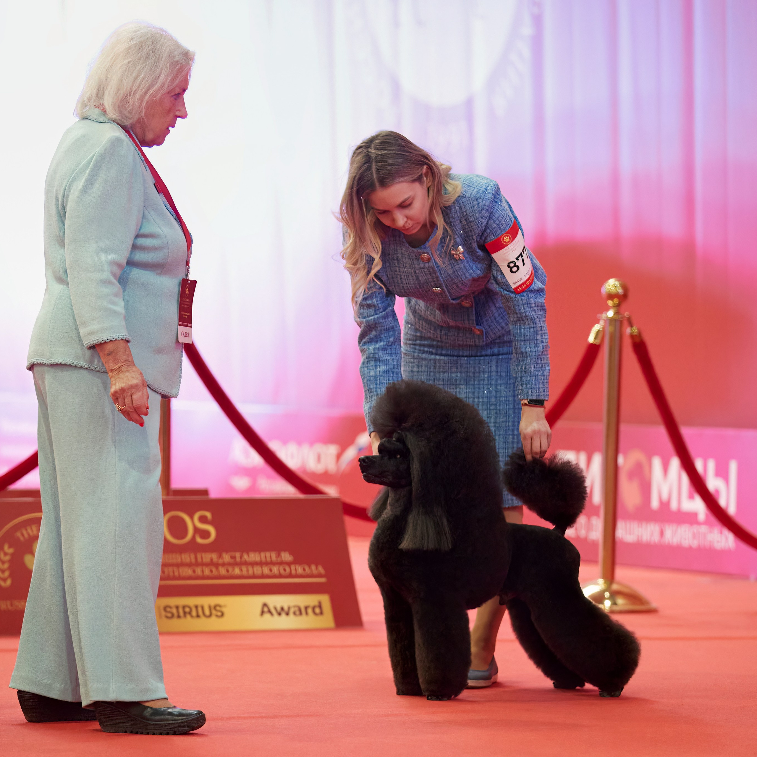 Шоу чемпионов «ЛУЧШИЕ СОБАКИ РОССИИ». ФОТОГРАФ-АНИМАЛИСТ l LANA POLYAKOVA