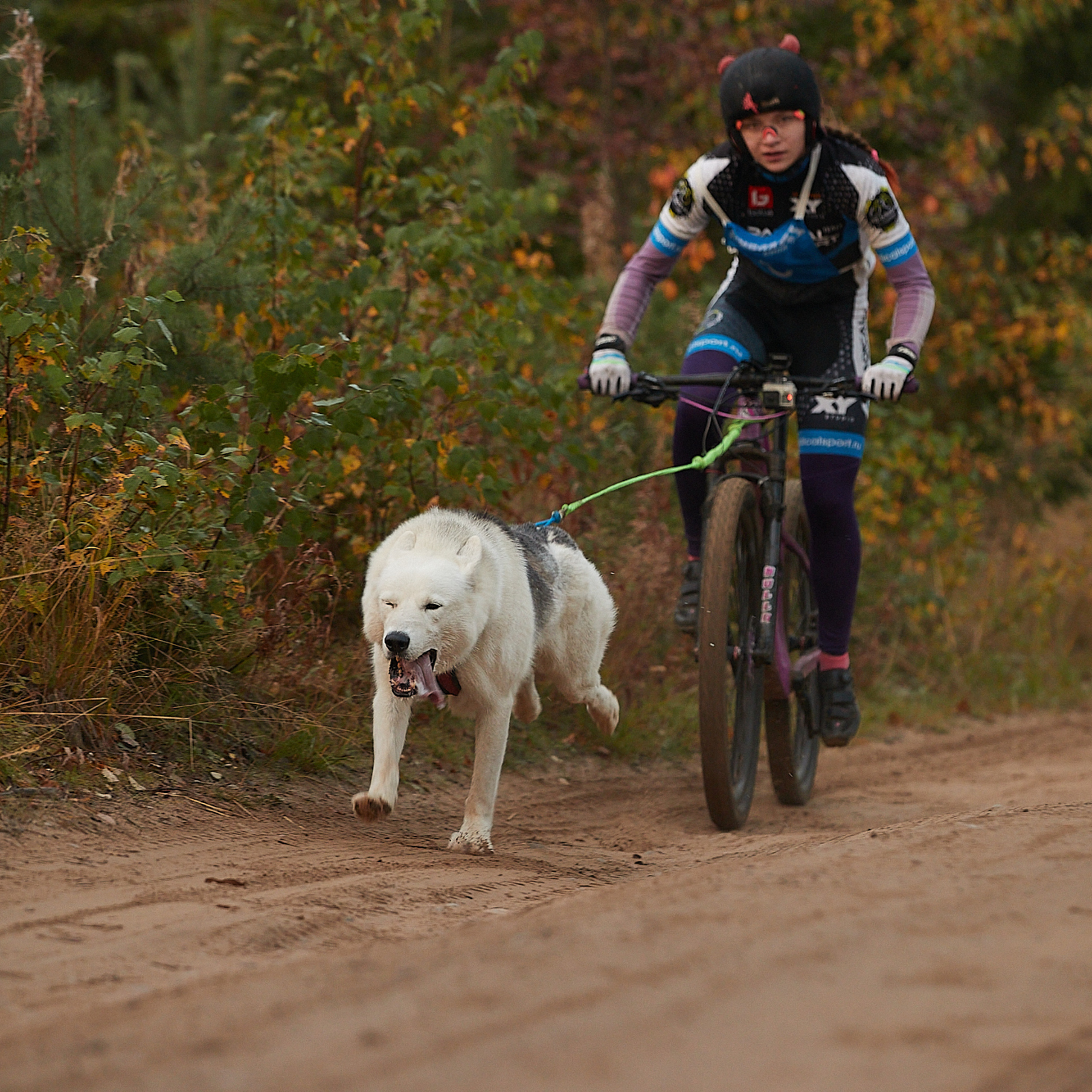ЧЕМПИОНАТ РОССИИ РКФ 27 сентября 2020 г., 2й день. ФОТОГРАФ-АНИМАЛИСТ l LANA POLYAKOVA