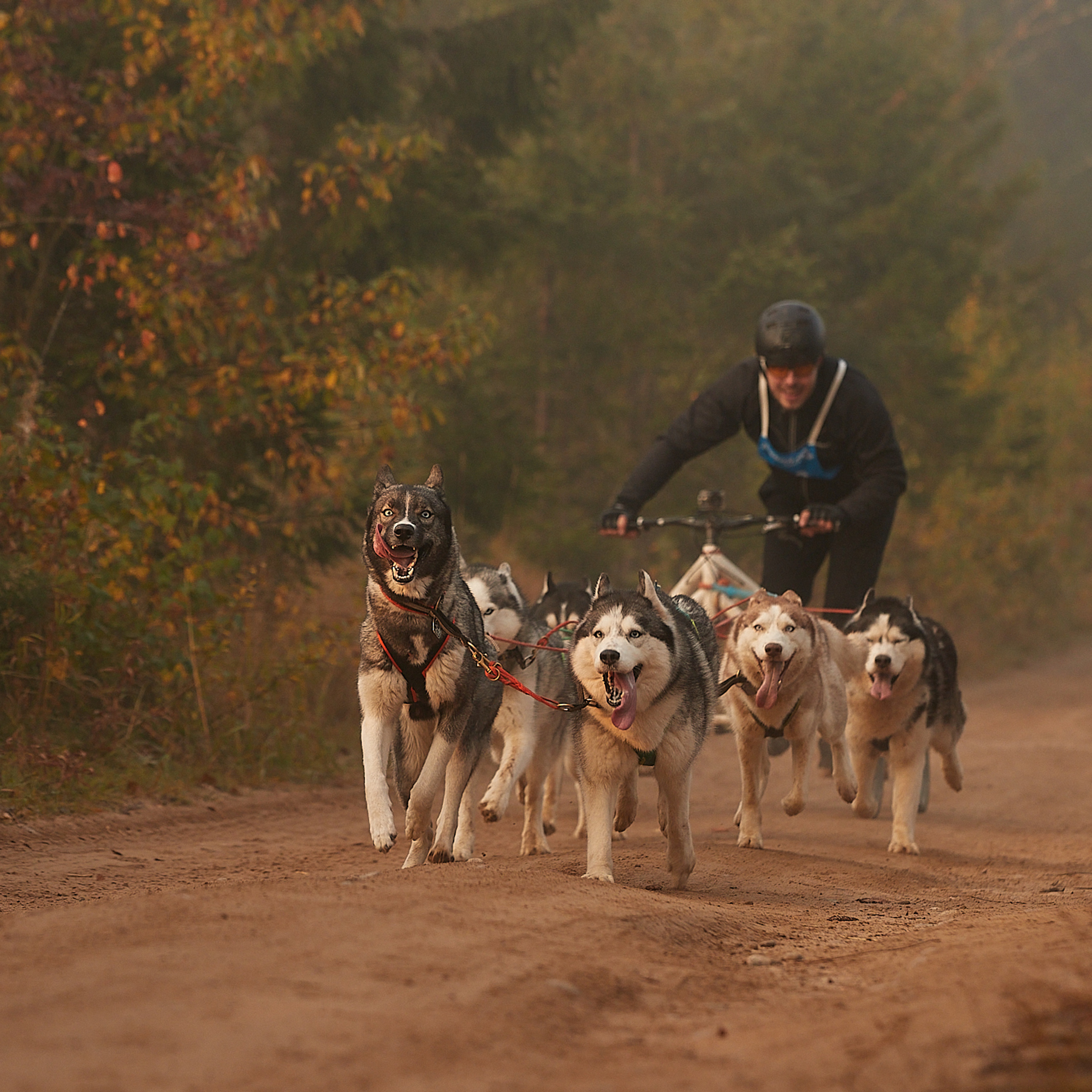ЧЕМПИОНАТ РОССИИ РКФ 27 сентября 2020 г., 2й день. ФОТОГРАФ-АНИМАЛИСТ l LANA POLYAKOVA