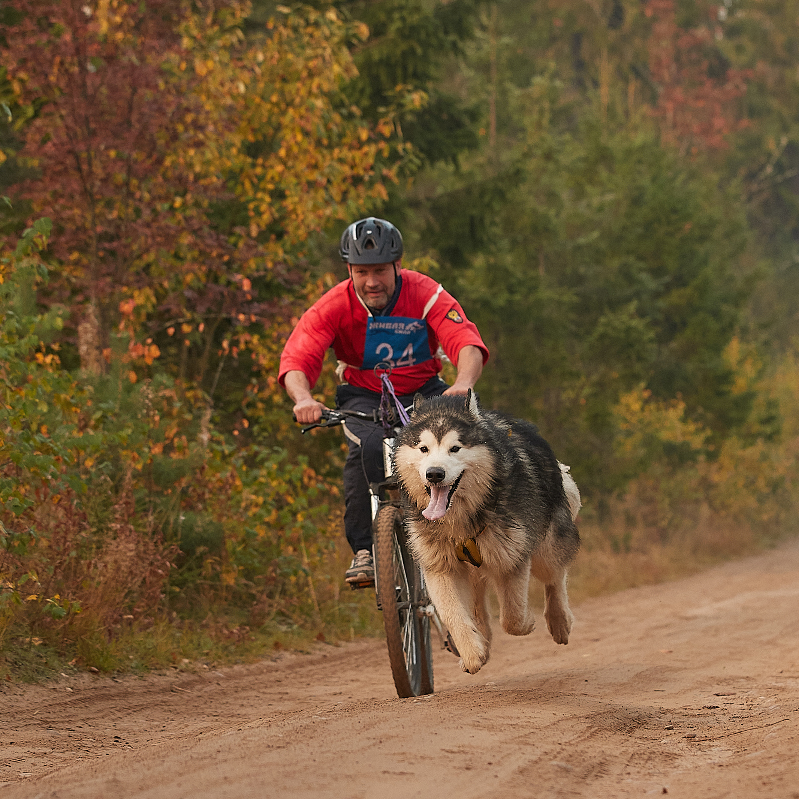 ЧЕМПИОНАТ РОССИИ РКФ 27 сентября 2020 г., 2й день. ФОТОГРАФ-АНИМАЛИСТ l LANA POLYAKOVA