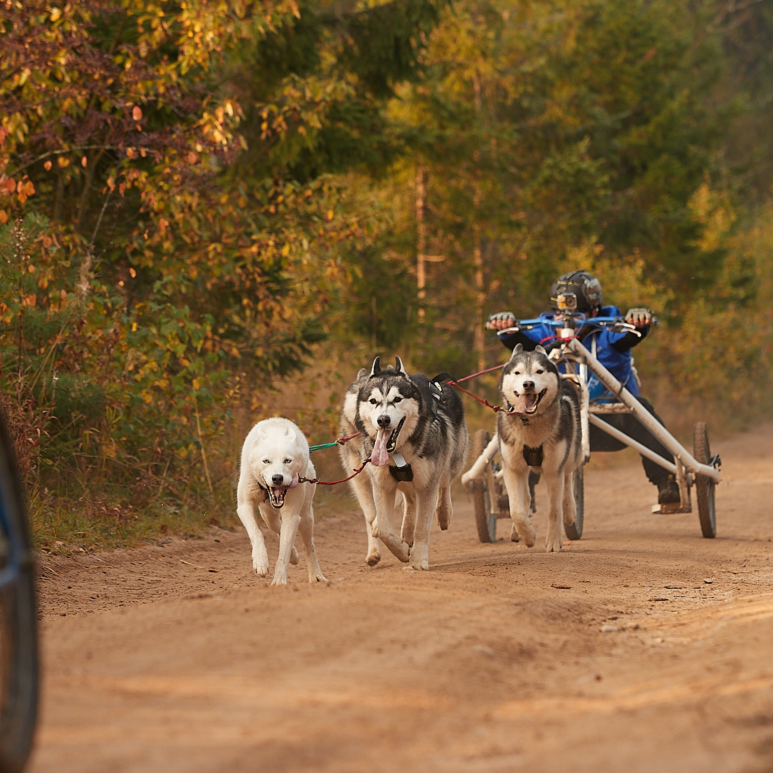 ЧЕМПИОНАТ РОССИИ РКФ 27 сентября 2020 г., 2й день. ФОТОГРАФ-АНИМАЛИСТ l LANA POLYAKOVA