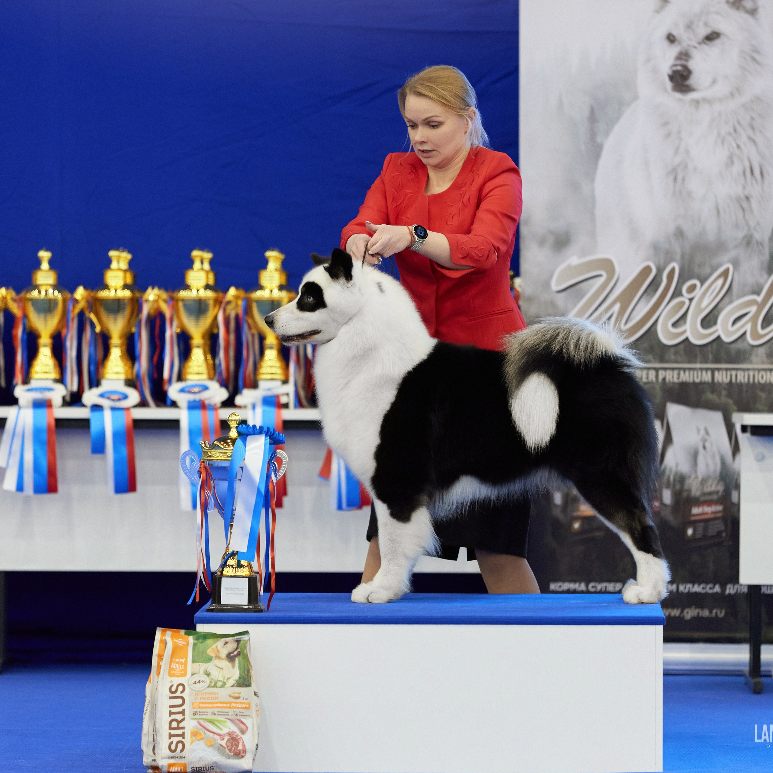 ВЫСТАВКА СОБАК С ОСОБЫМ СТАТУСОМ «НЕВСКИЙ ПОБЕДИТЕЛЬ» 12-13-14.12.2025. ФОТОГРАФ-АНИМАЛИСТ l LANA POLYAKOVA