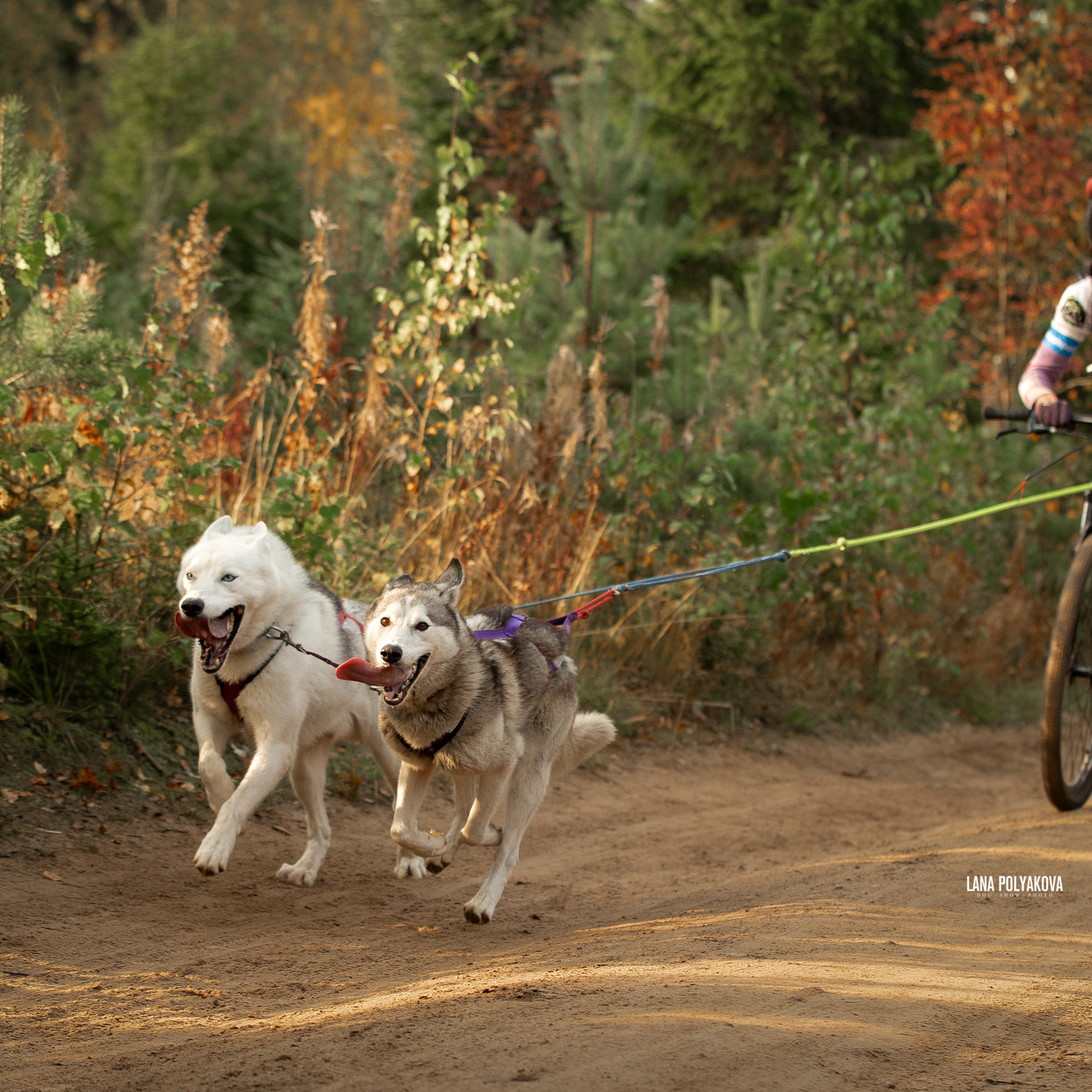 ЧЕМПИОНАТ РОССИИ РКФ 27 сентября 2020 г., 2й день. ФОТОГРАФ-АНИМАЛИСТ l LANA POLYAKOVA