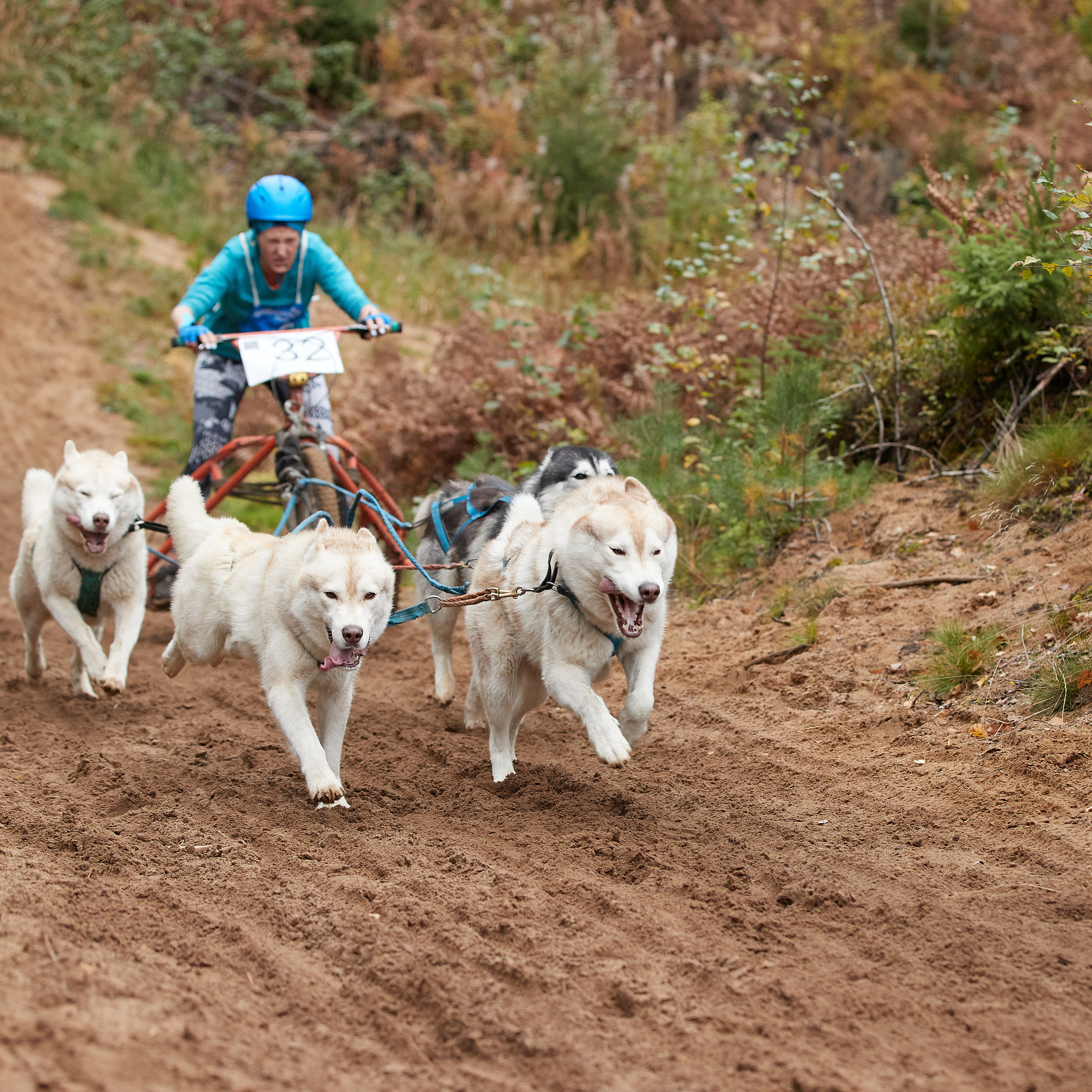 ЧЕМПИОНАТ РОССИИ РКФ 25–26 сентября 2021 г. ФОТОГРАФ-АНИМАЛИСТ l LANA POLYAKOVA