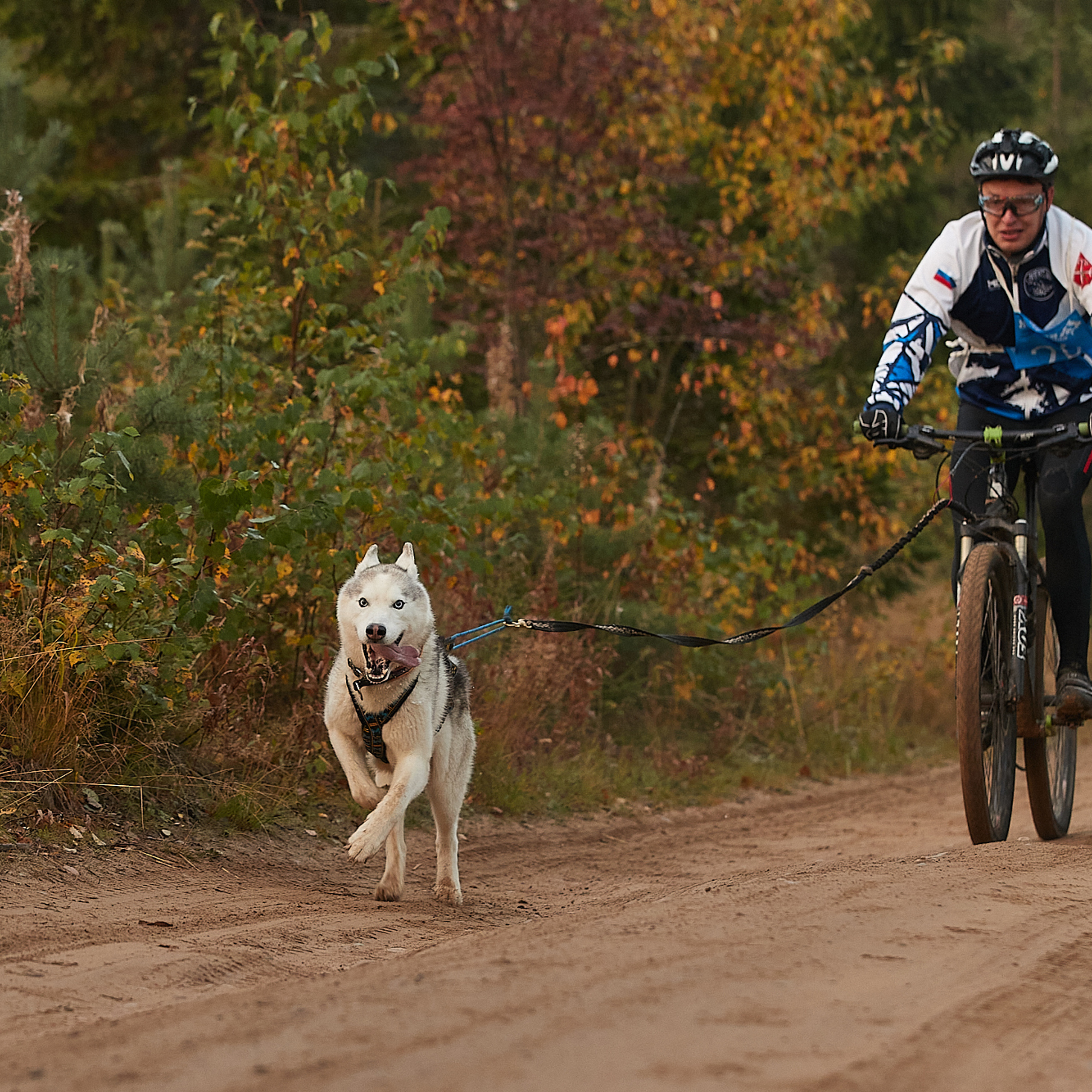 ЧЕМПИОНАТ РОССИИ РКФ 27 сентября 2020 г., 2й день. ФОТОГРАФ-АНИМАЛИСТ l LANA POLYAKOVA