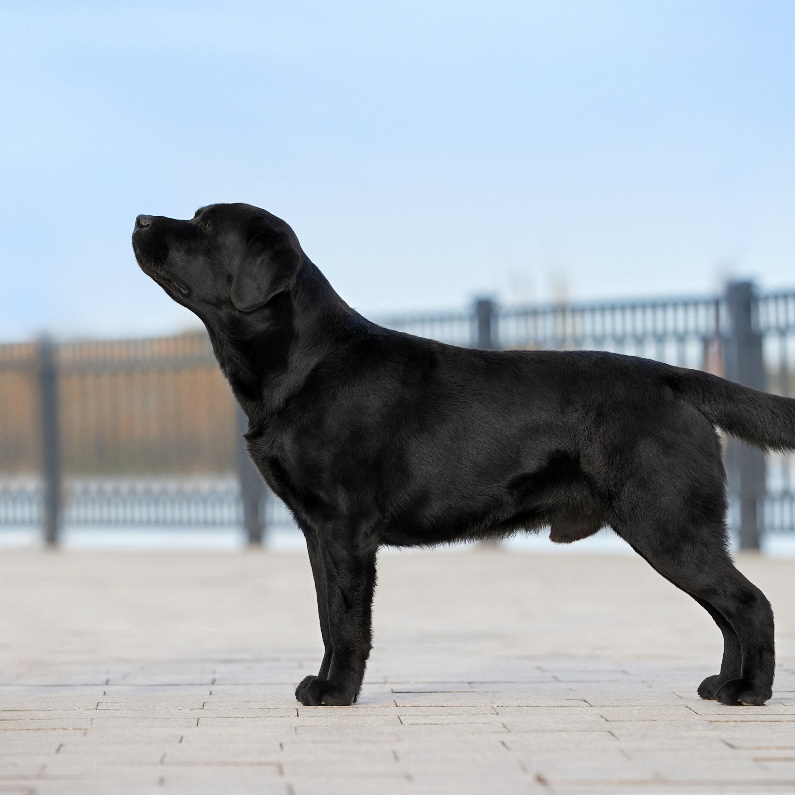 Путешествие к Байкалу. Фотосессии в Иркутске. ФОТОГРАФ-АНИМАЛИСТ l LANA POLYAKOVA