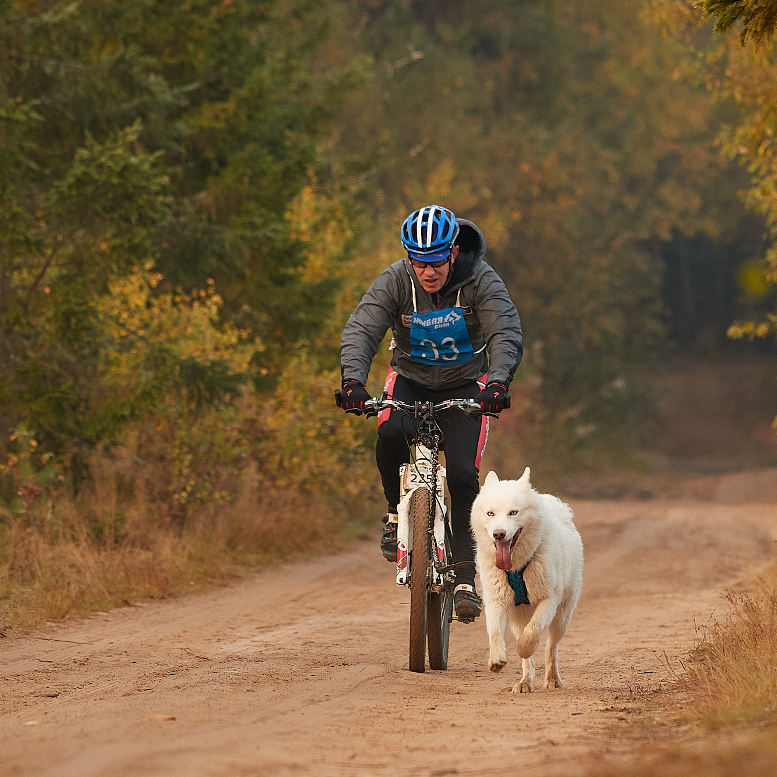 ЧЕМПИОНАТ РОССИИ РКФ 27 сентября 2020 г., 2й день. ФОТОГРАФ-АНИМАЛИСТ l LANA POLYAKOVA