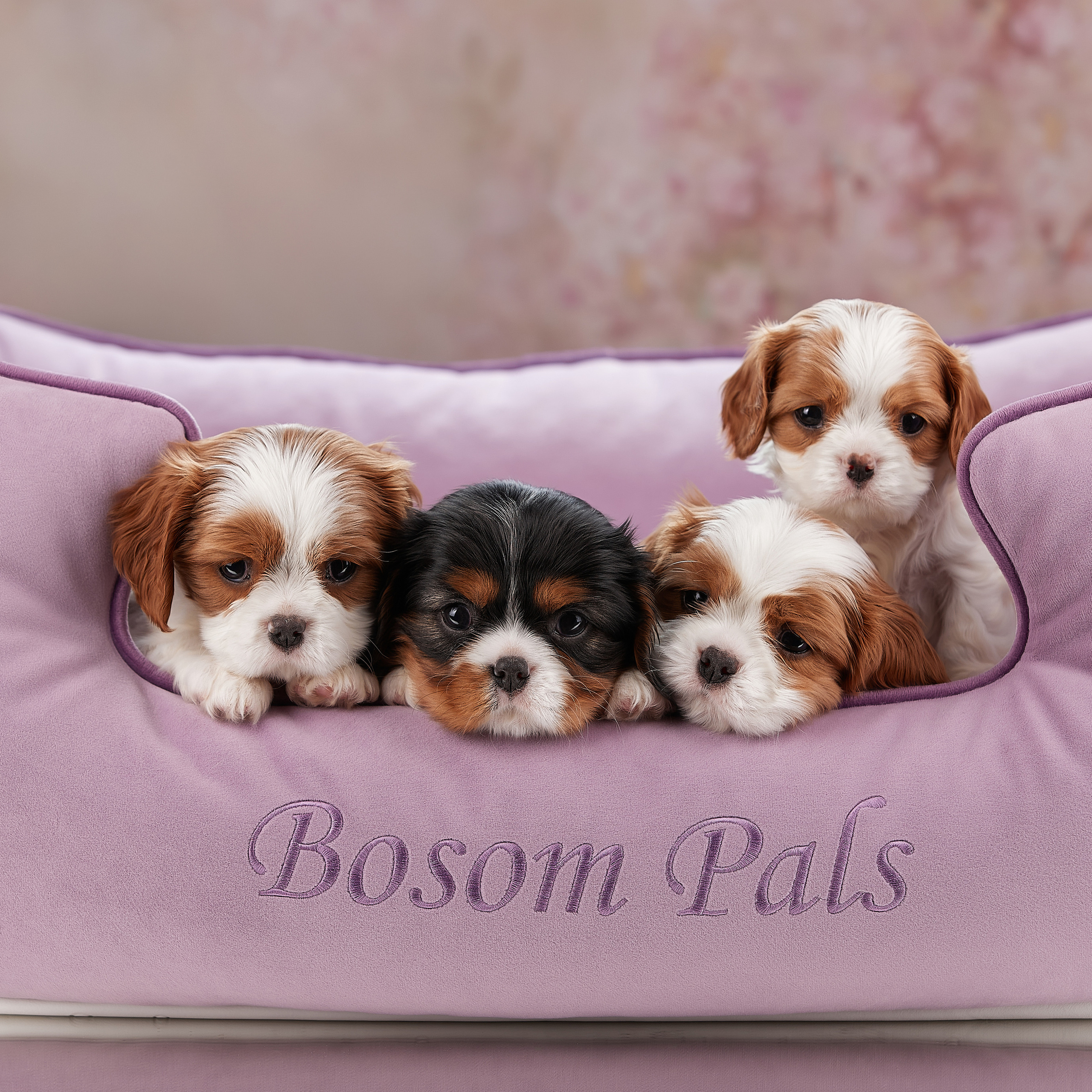 Домашняя фотосессия малышей кавалеров. ФОТОГРАФ-АНИМАЛИСТ l LANA POLYAKOVA