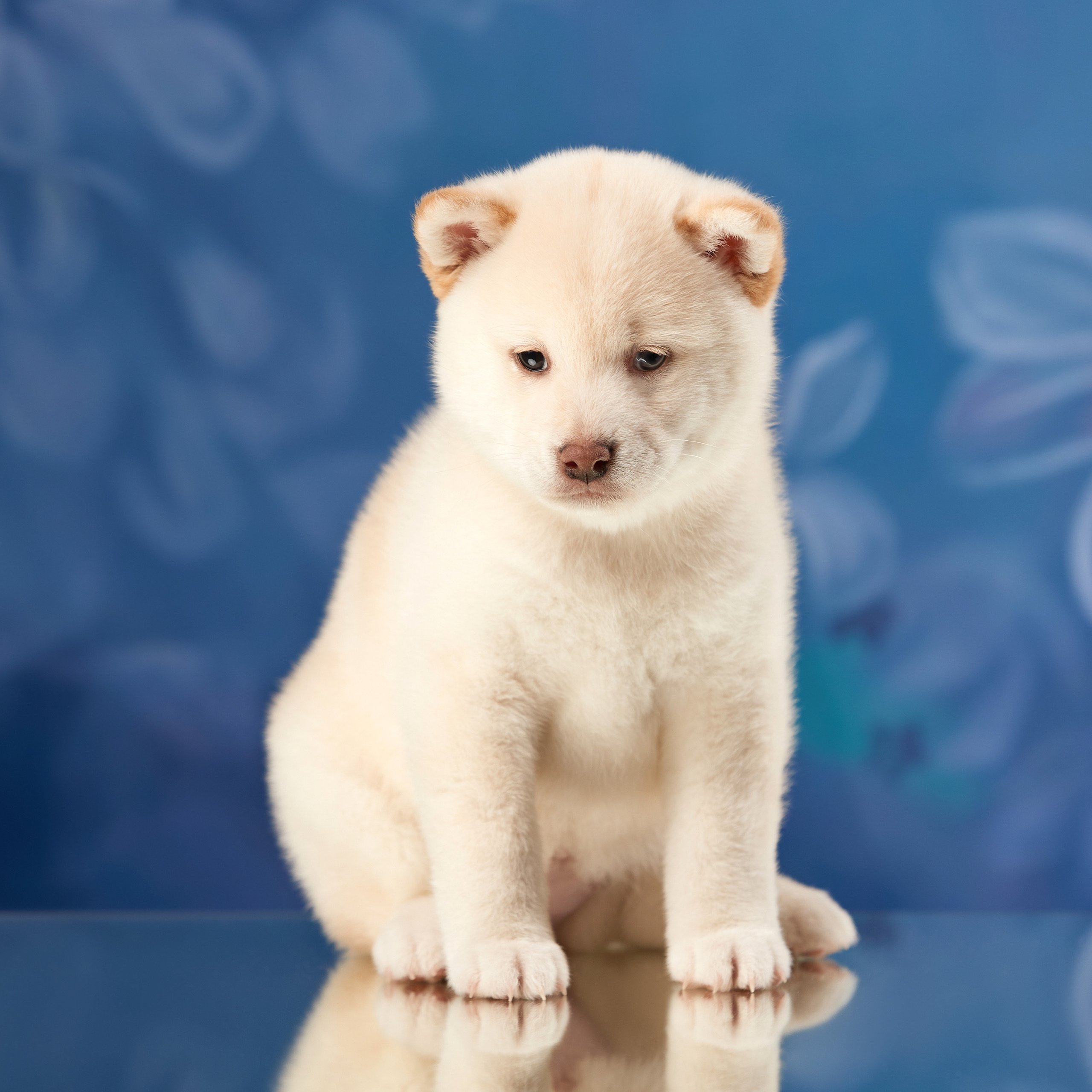 Съемка щенков на дому. ФОТОГРАФ-АНИМАЛИСТ l LANA POLYAKOVA