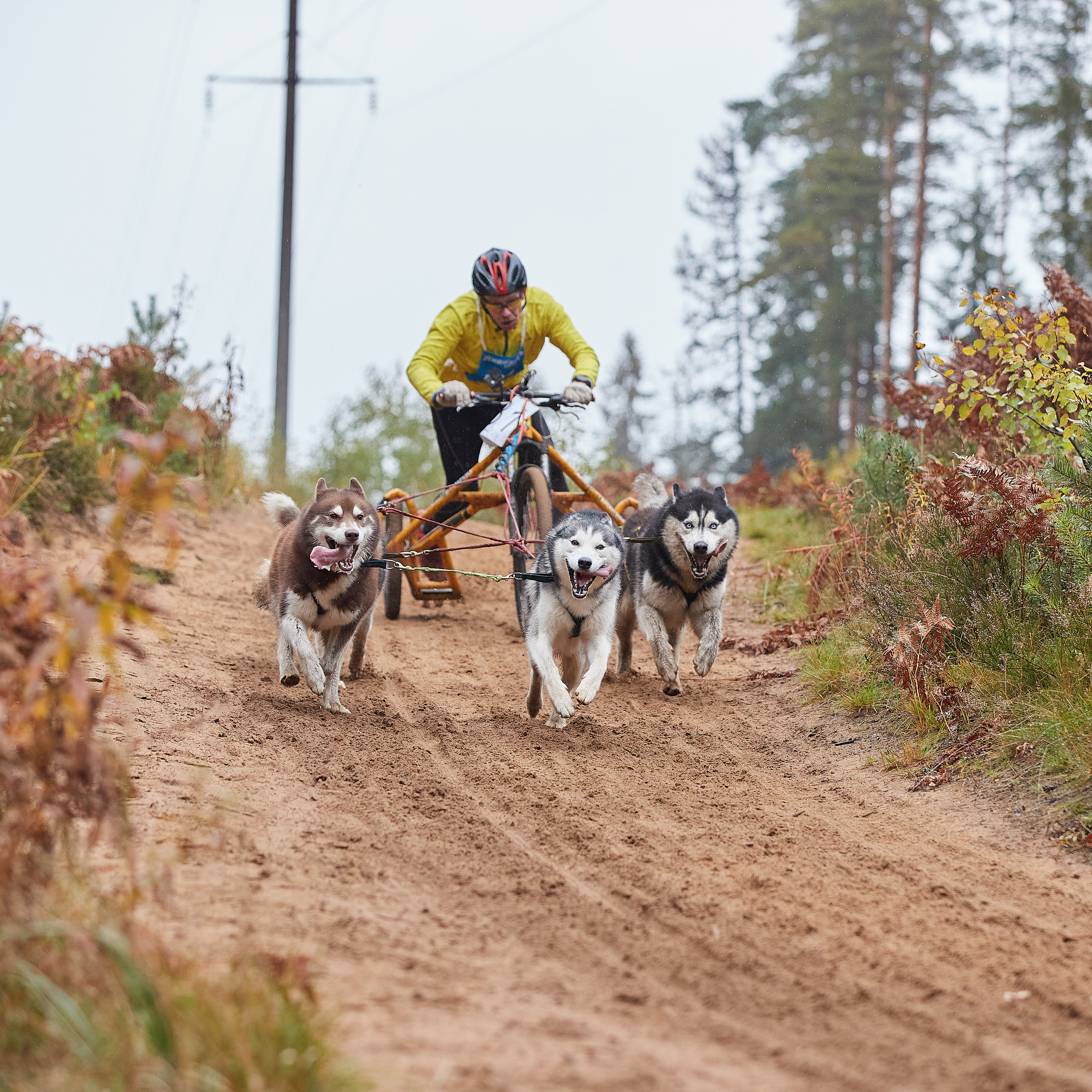 ЧЕМПИОНАТ РОССИИ РКФ 25–26 сентября 2021 г. ФОТОГРАФ-АНИМАЛИСТ l LANA POLYAKOVA