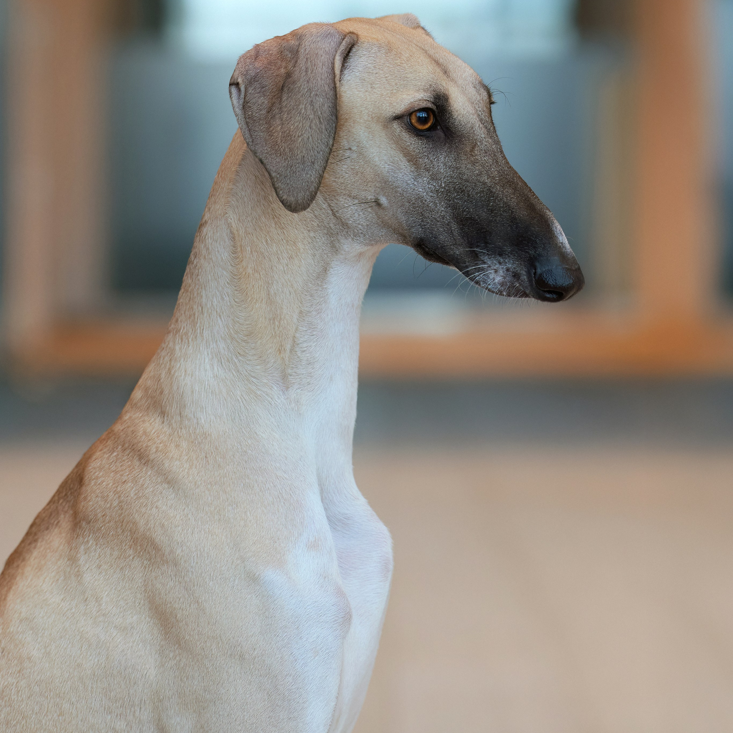 ВЫСТАВКА СОБАК С ОСОБЫМ СТАТУСОМ «НЕВСКИЙ ПОБЕДИТЕЛЬ» 12-13-14.12.2025. ФОТОГРАФ-АНИМАЛИСТ l LANA POLYAKOVA