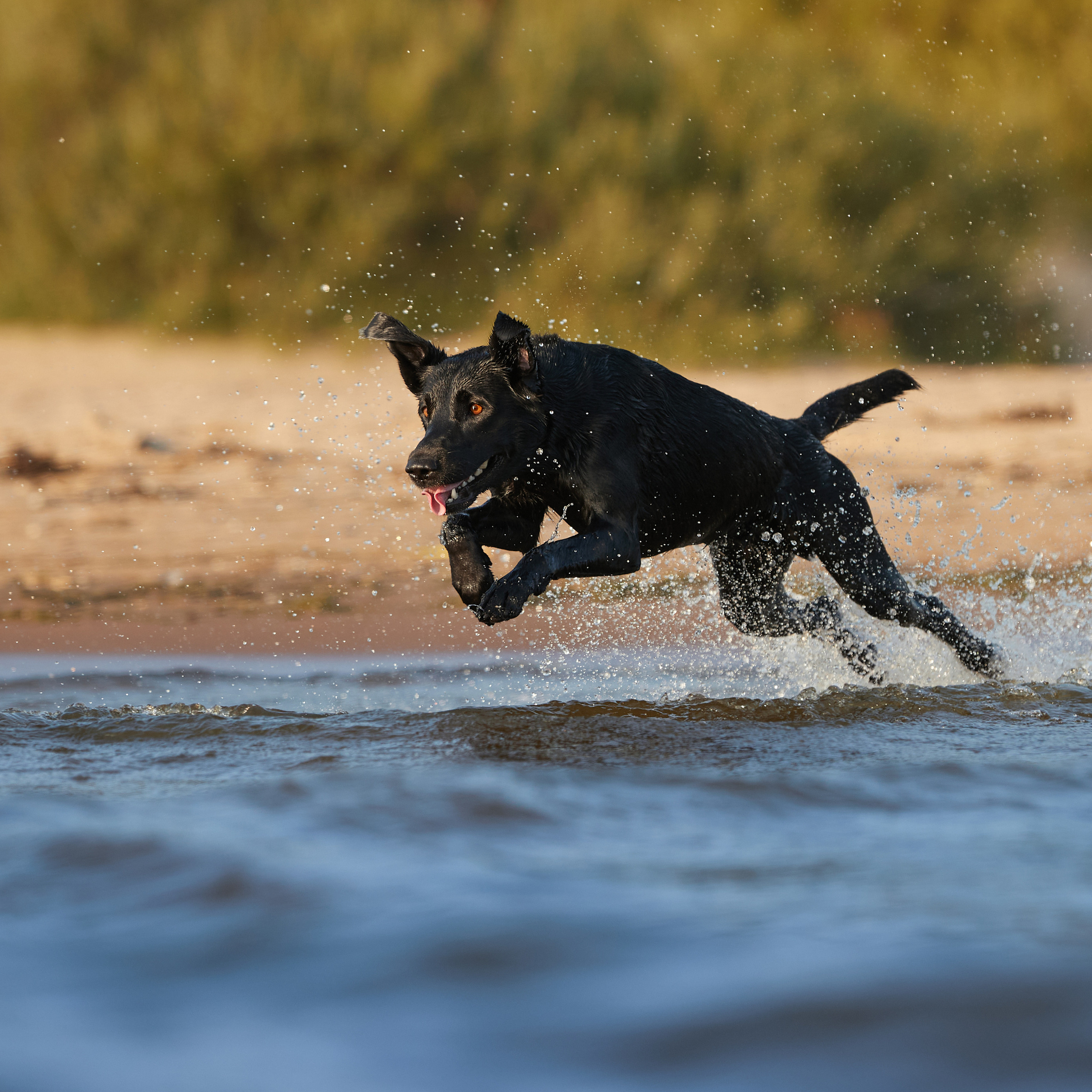 Фотопрогулка для Аджи. Вода!. ФОТОГРАФ-АНИМАЛИСТ l LANA POLYAKOVA