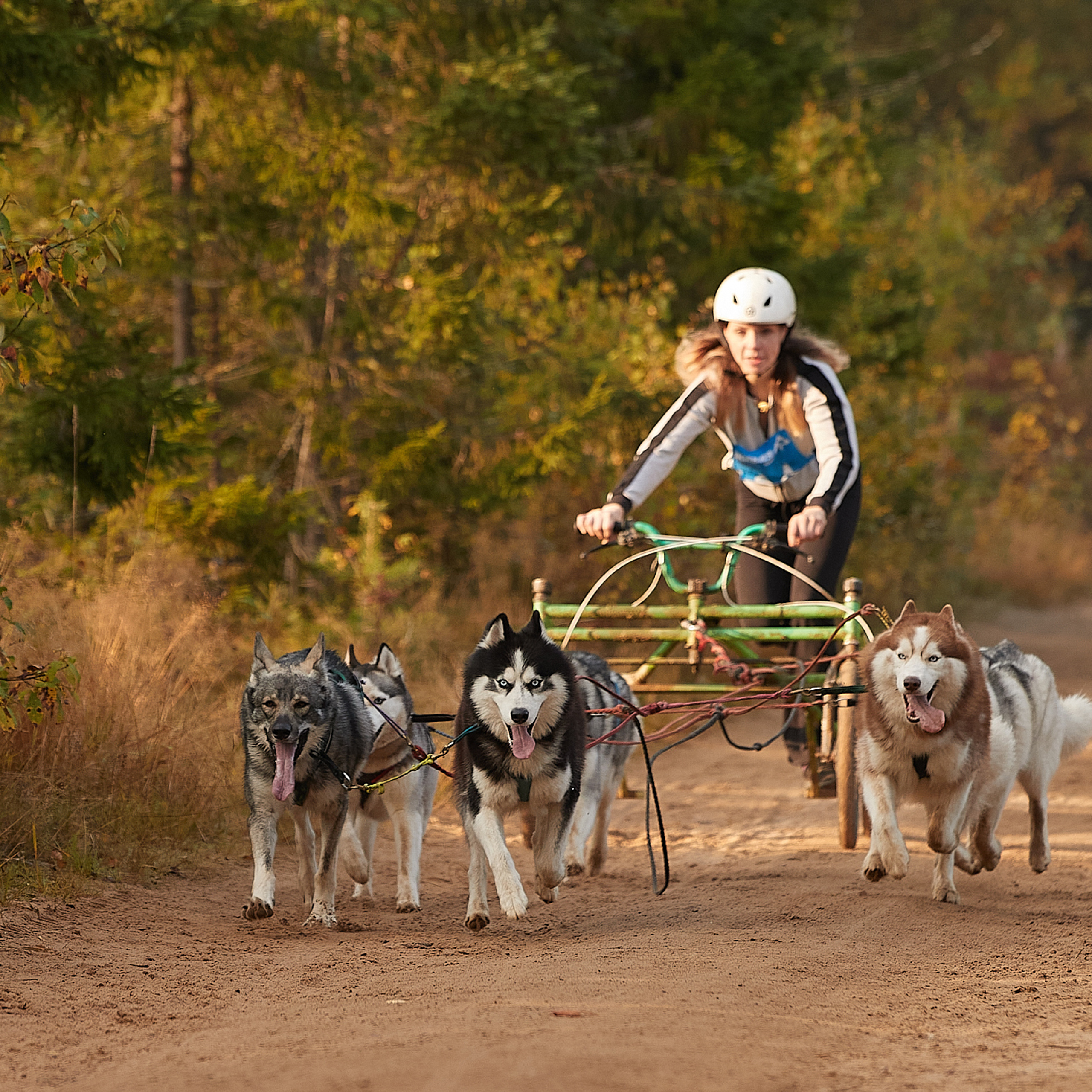 ЧЕМПИОНАТ РОССИИ РКФ 27 сентября 2020 г., 2й день. ФОТОГРАФ-АНИМАЛИСТ l LANA POLYAKOVA