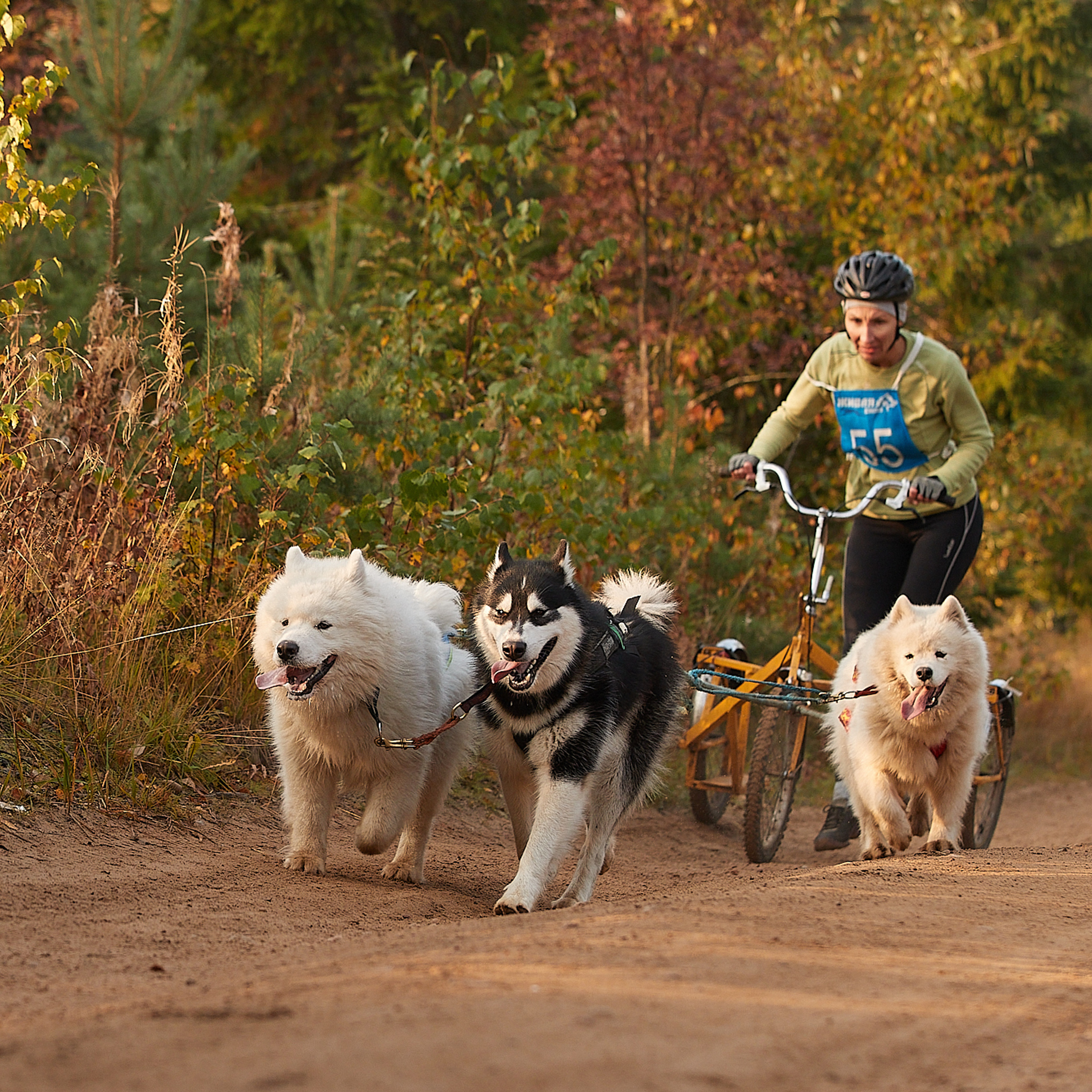 ЧЕМПИОНАТ РОССИИ РКФ 27 сентября 2020 г., 2й день. ФОТОГРАФ-АНИМАЛИСТ l LANA POLYAKOVA