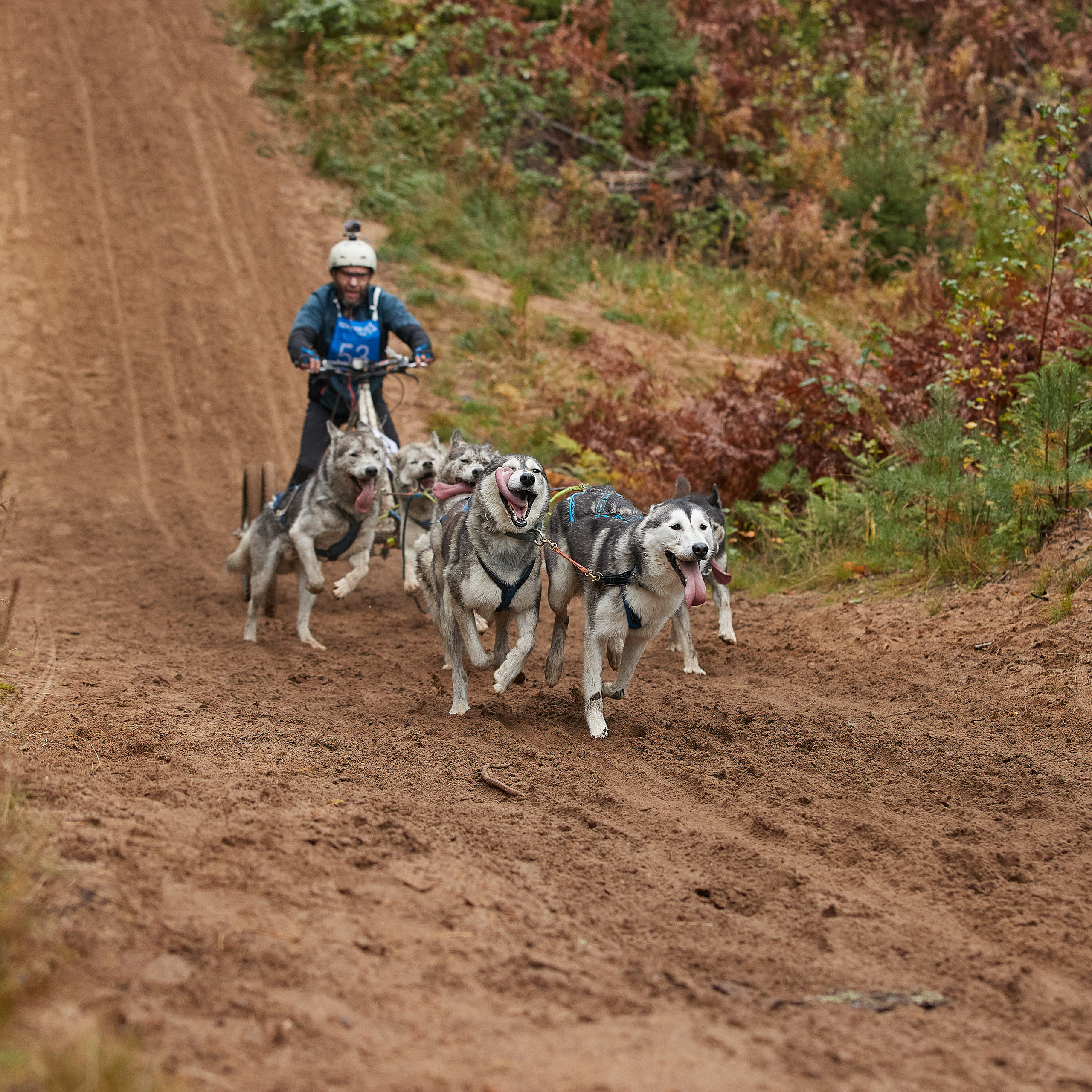 ЧЕМПИОНАТ РОССИИ РКФ 25–26 сентября 2021 г. ФОТОГРАФ-АНИМАЛИСТ l LANA POLYAKOVA