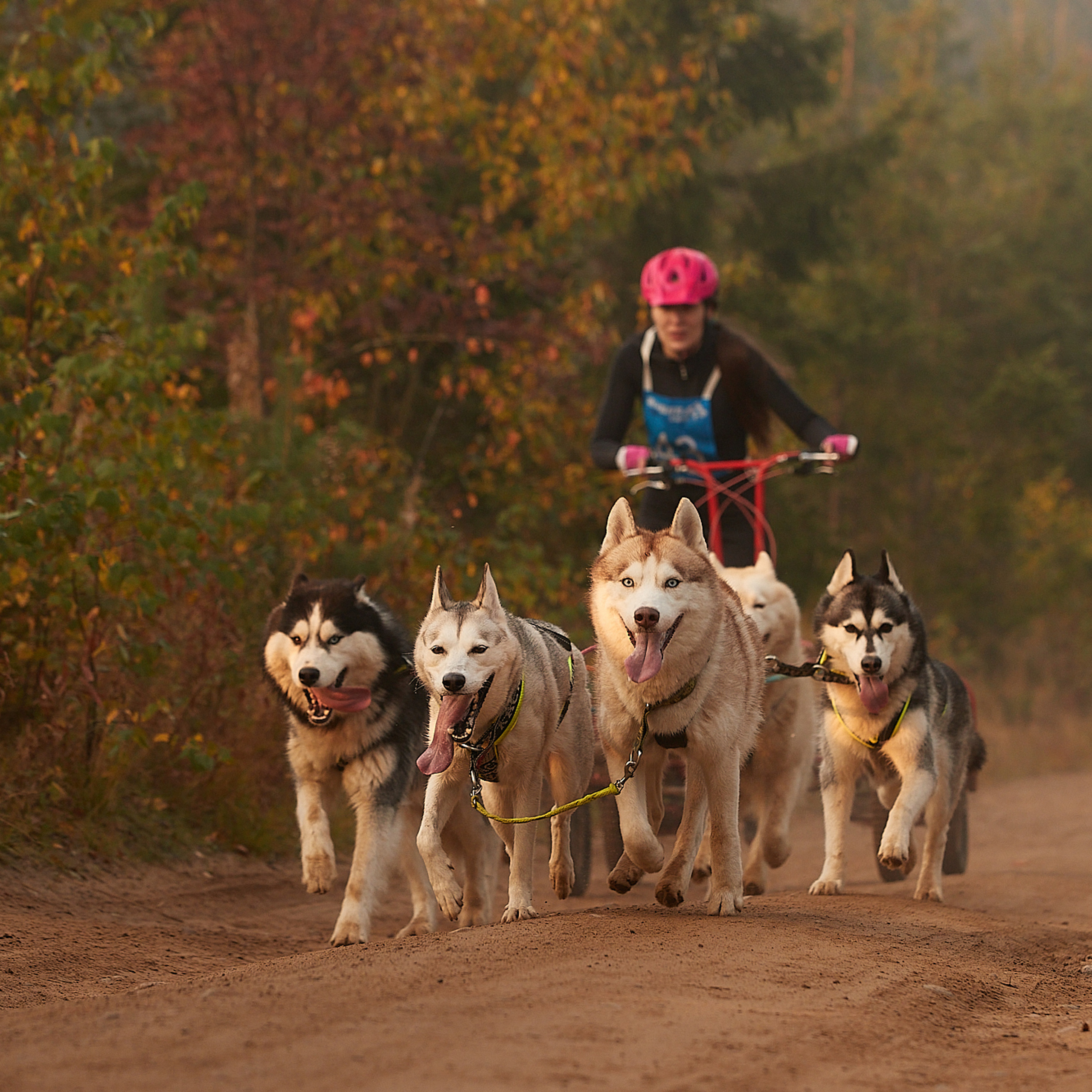 ЧЕМПИОНАТ РОССИИ РКФ 27 сентября 2020 г., 2й день. ФОТОГРАФ-АНИМАЛИСТ l LANA POLYAKOVA