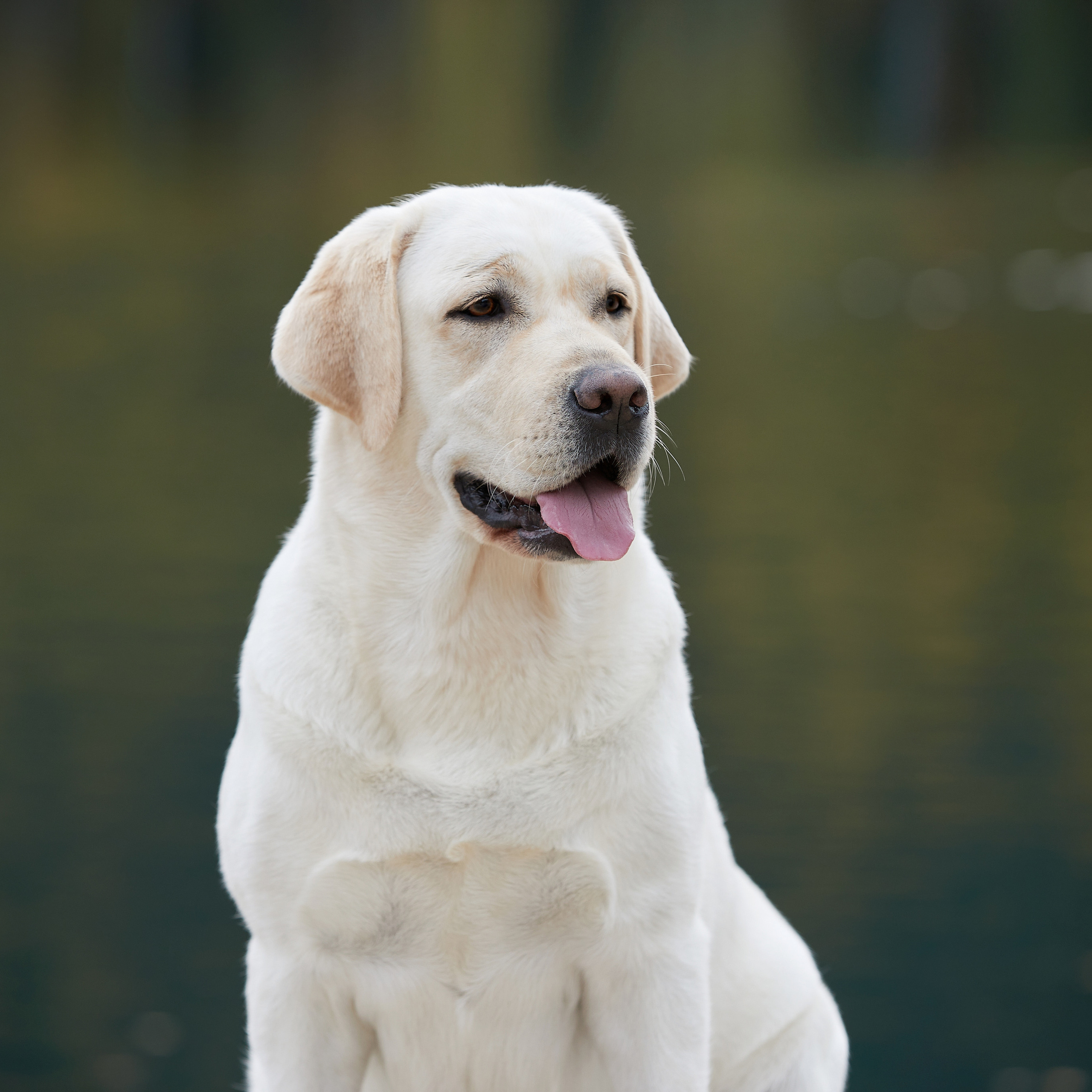Путешествие к Байкалу. Фотосессии в Иркутске. ФОТОГРАФ-АНИМАЛИСТ l LANA POLYAKOVA